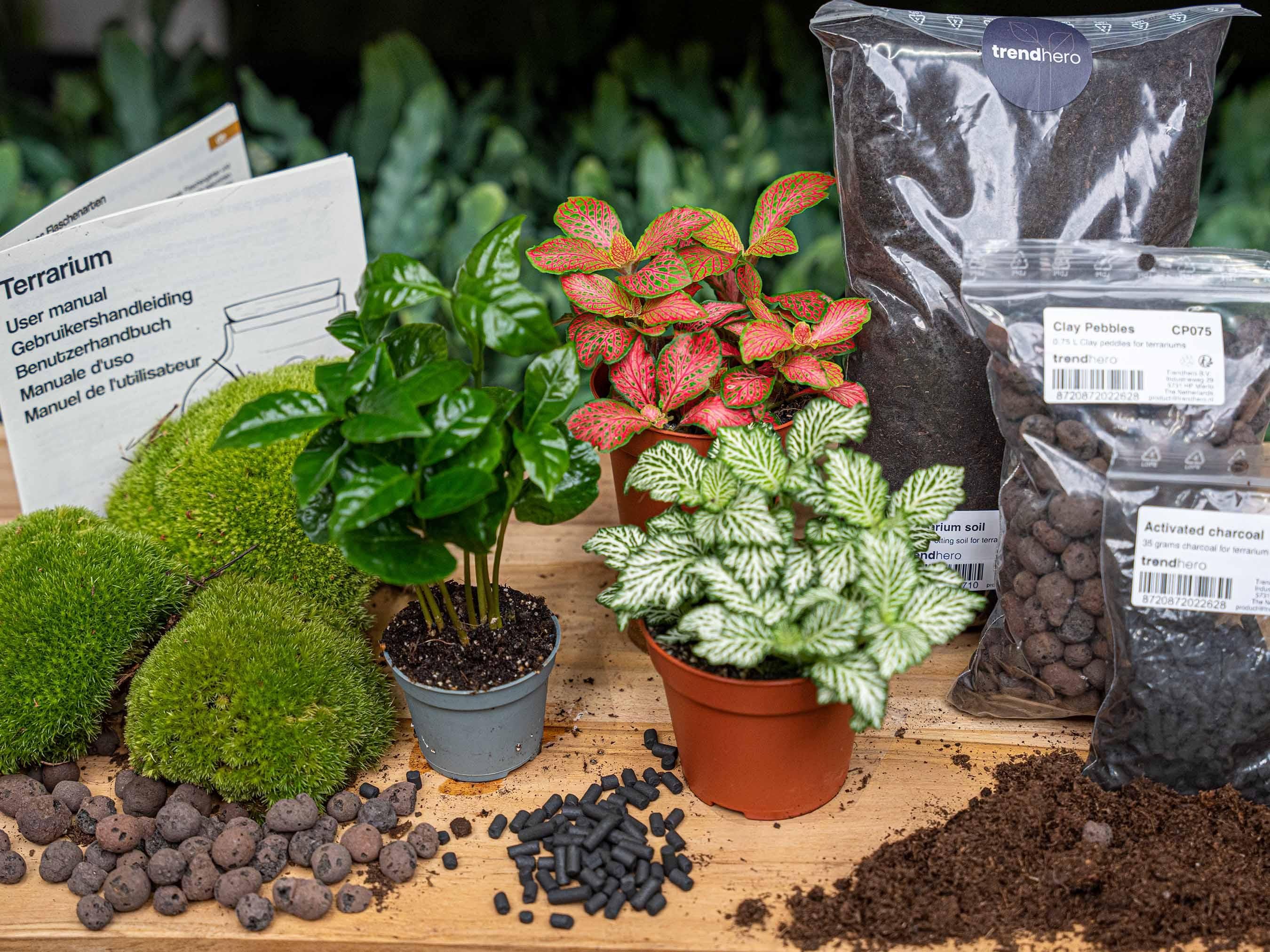 Planten terrarium pakket - Coffea Arabica - Navulling & Startpakket - DIY (8720872020563)