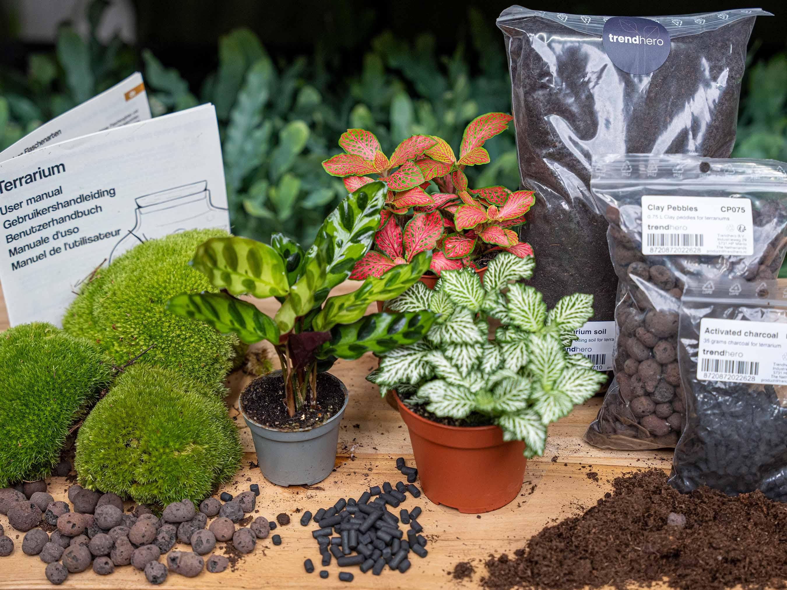 Planten terrarium pakket - Calathea Lancifolia - Navulling & Startpakket - DIY (14654)