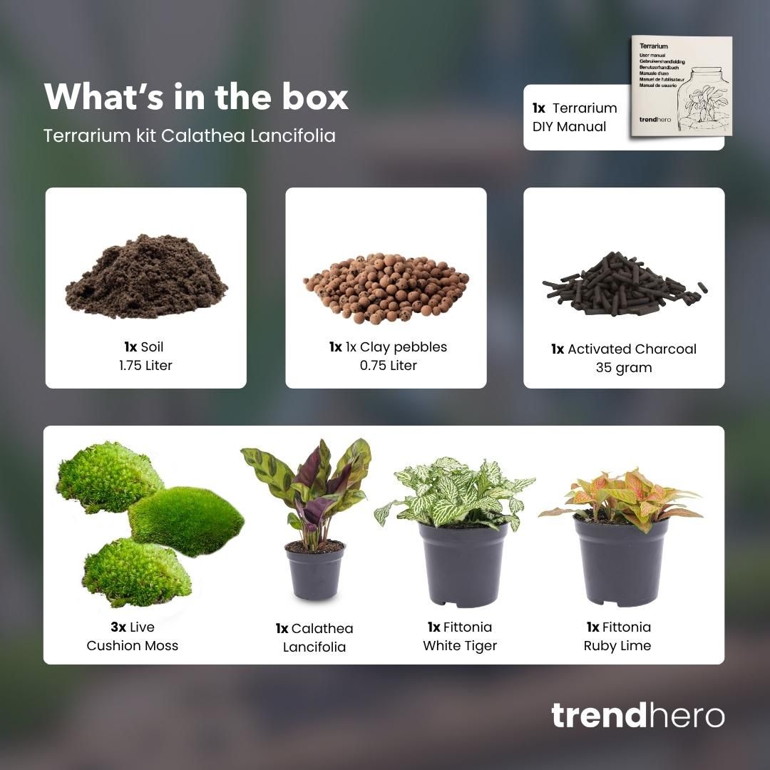Planten terrarium pakket - Calathea Lancifolia - Navulling & Startpakket - DIY (14654)