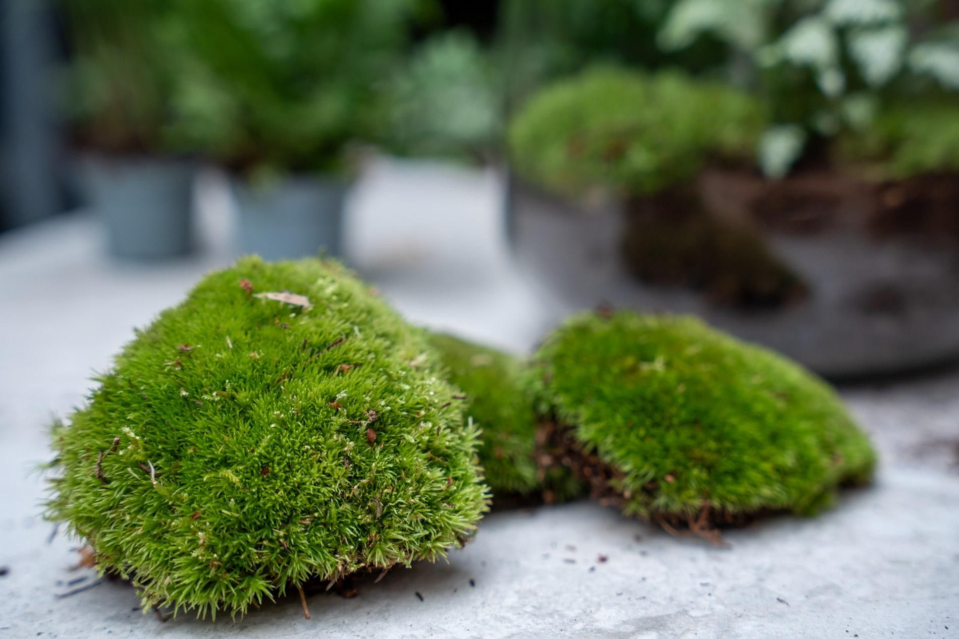 Planten terrarium pakket - Calathea Lancifolia - Navulling & Startpakket - DIY (14654)