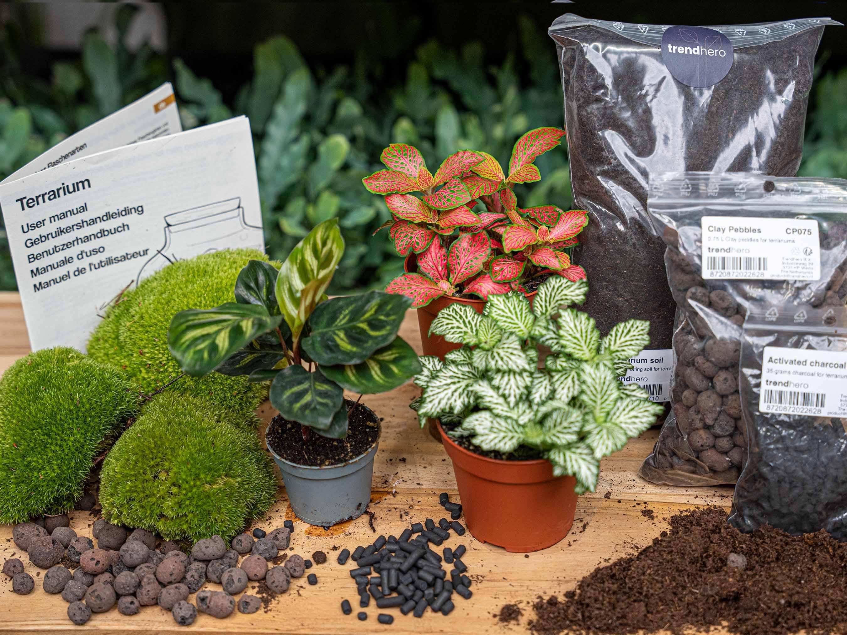 Planten terrarium pakket - Calathea Makoyana - Navulling & Startpakket - DIY - Package 2 (8720872020556)