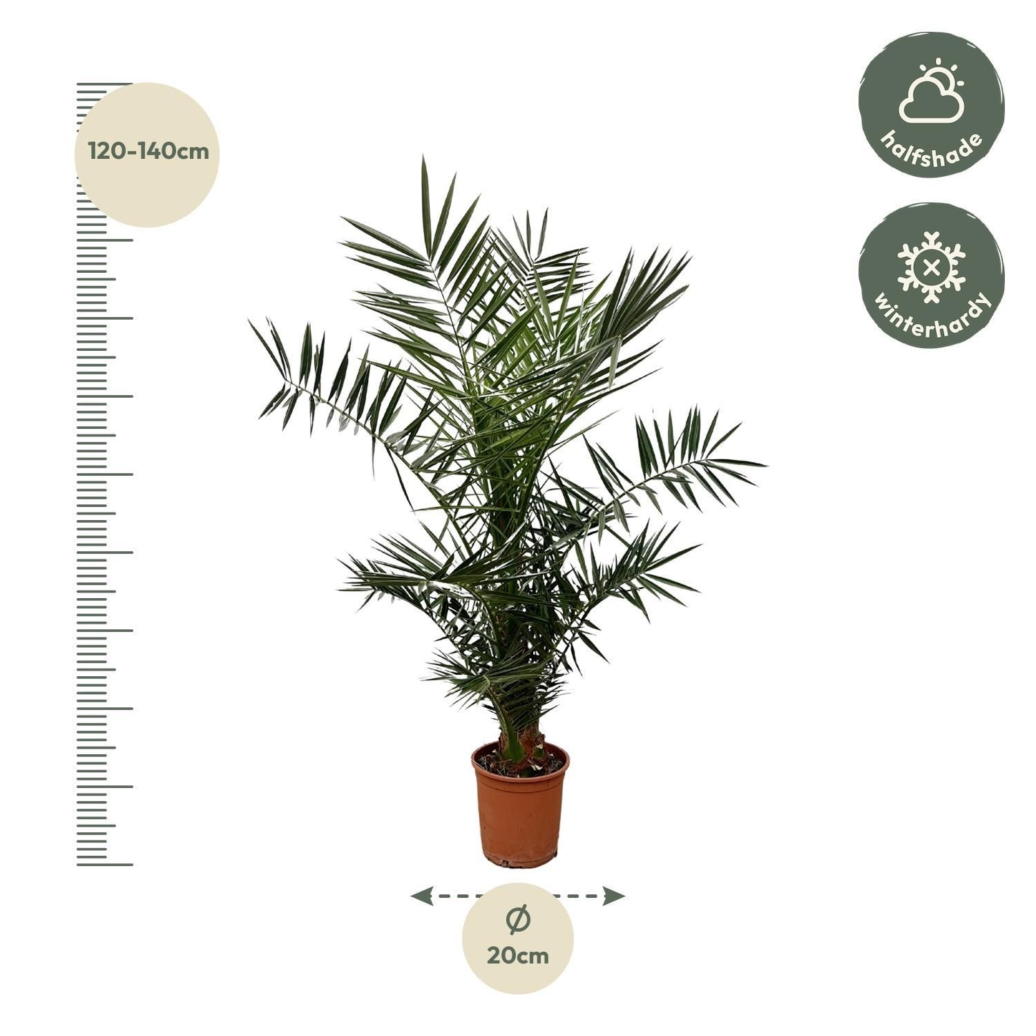 Phoenix Canariensis - 140 cm - Ø21cm (8721081686434)