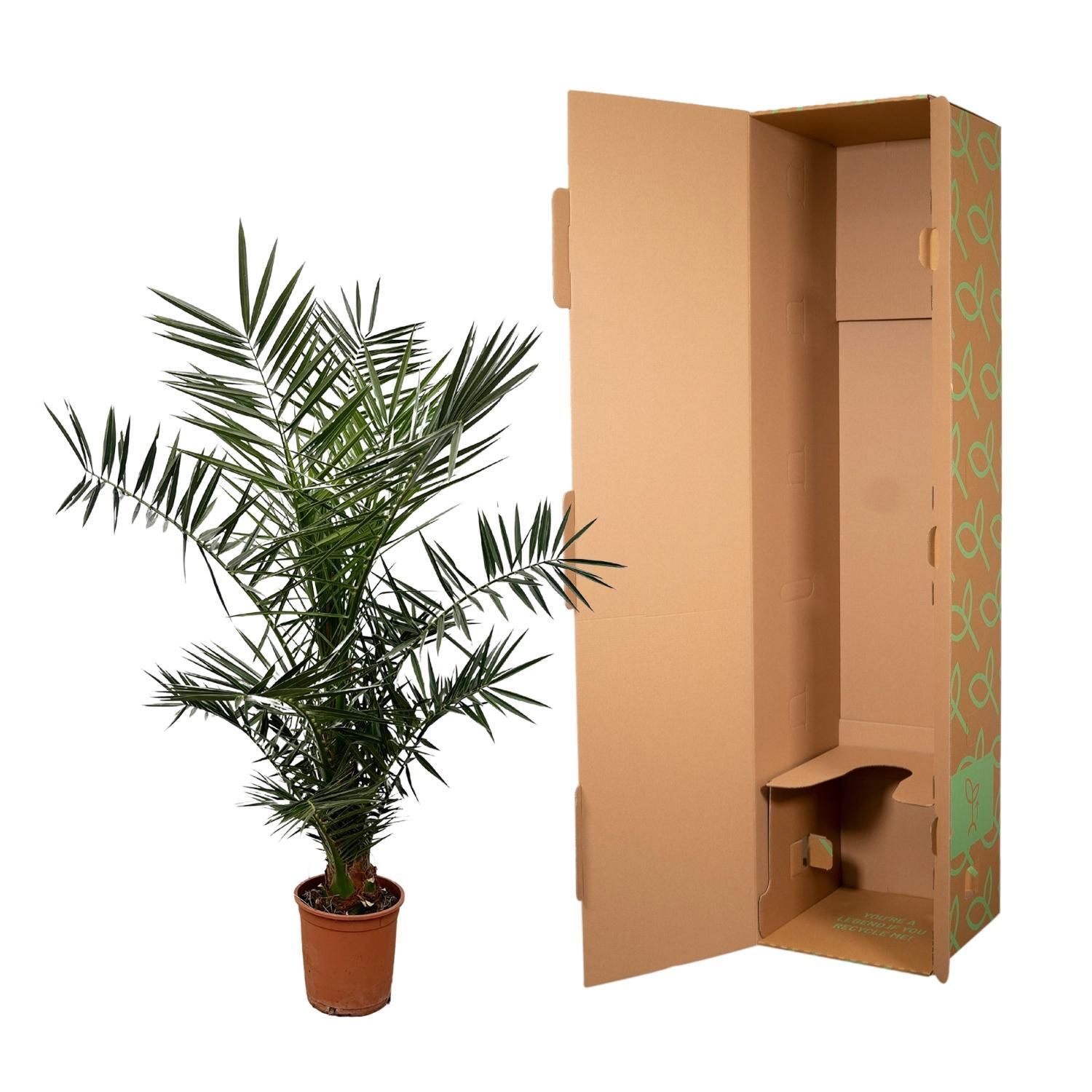 Phoenix Canariensis - 140 cm - Ø21cm (8721081686434)
