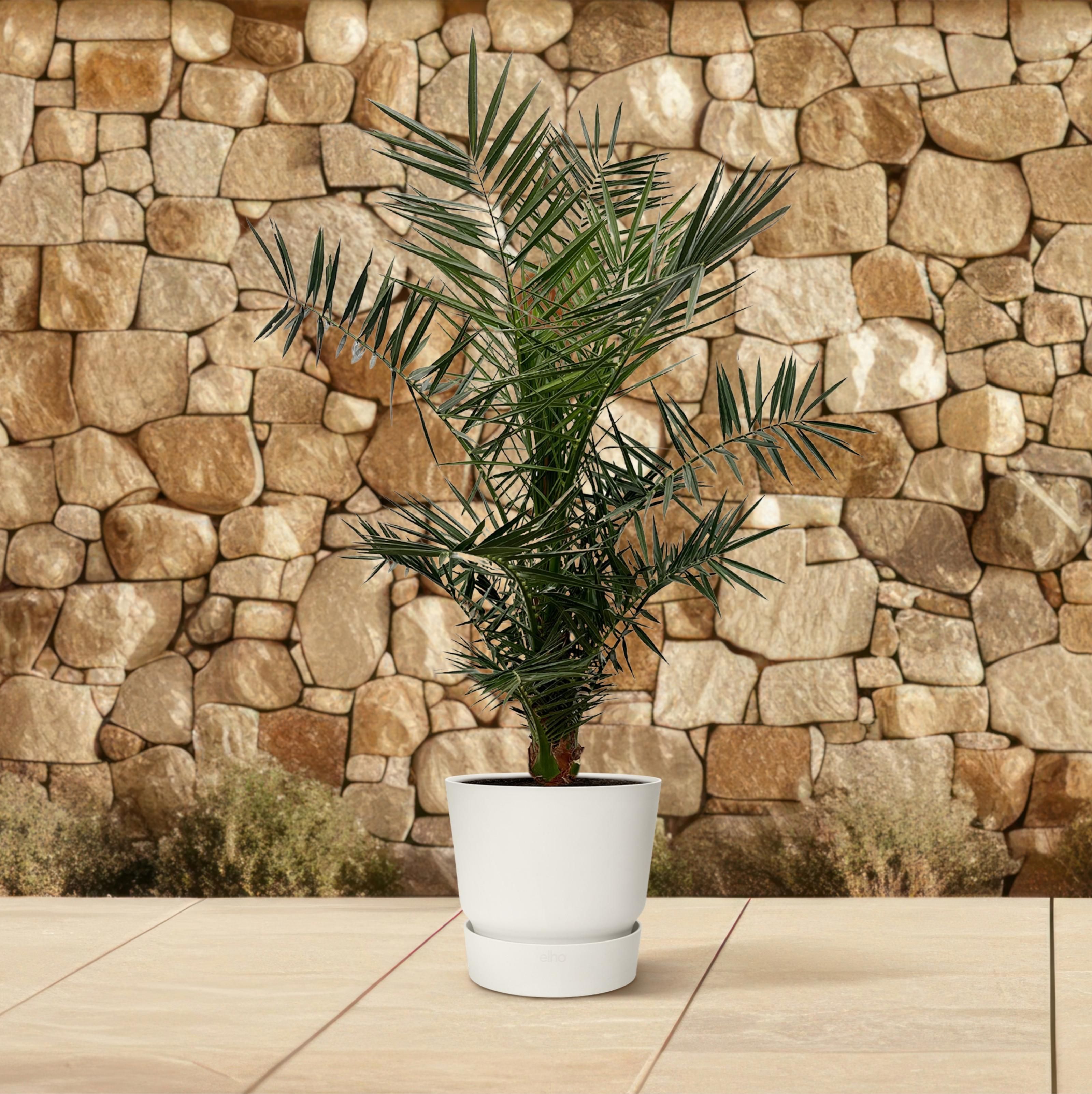 Phoenix Canariensis - 140 cm - Ø21cm (8721081686434)