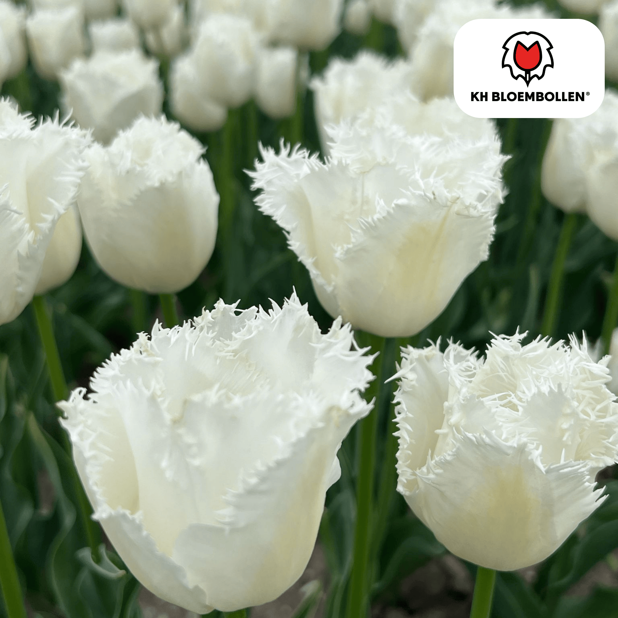 Tulpenbollen Honeymoon – 20 Stuks | KH Bloembollen® | Witte Kartelrand Tulp – Elegant & Uniek – Cadeau voor Tuin of Pot – Maat 11/12 – Ver (51140)