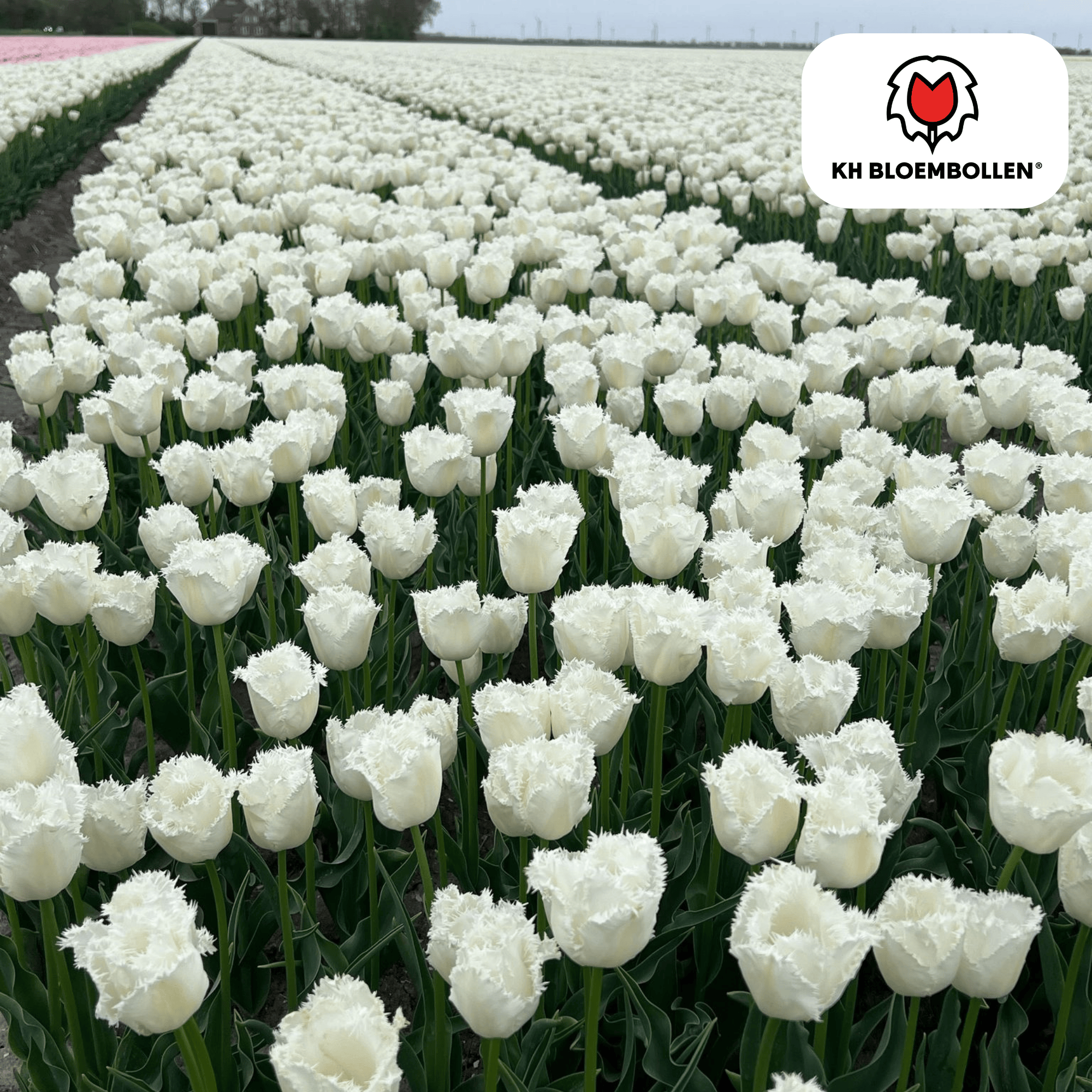 Tulpenbollen Honeymoon – 20 Stuks | KH Bloembollen® | Witte Kartelrand Tulp – Elegant & Uniek – Cadeau voor Tuin of Pot – Maat 11/12 – Ver (51140)