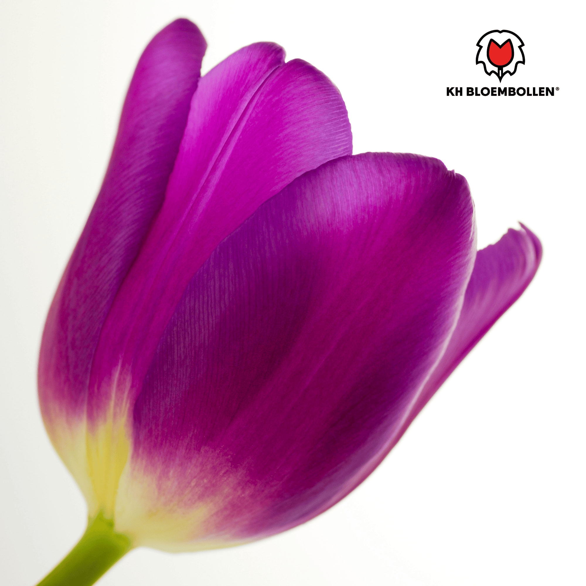 Tulpenbollen Purple Prince – 20 Stuks | KH Bloembollen® | Paars-Violet Tulp – Krachtig & Koninklijk – Voor Tuin of Pot – Maat 11/12 – Vers (51172)