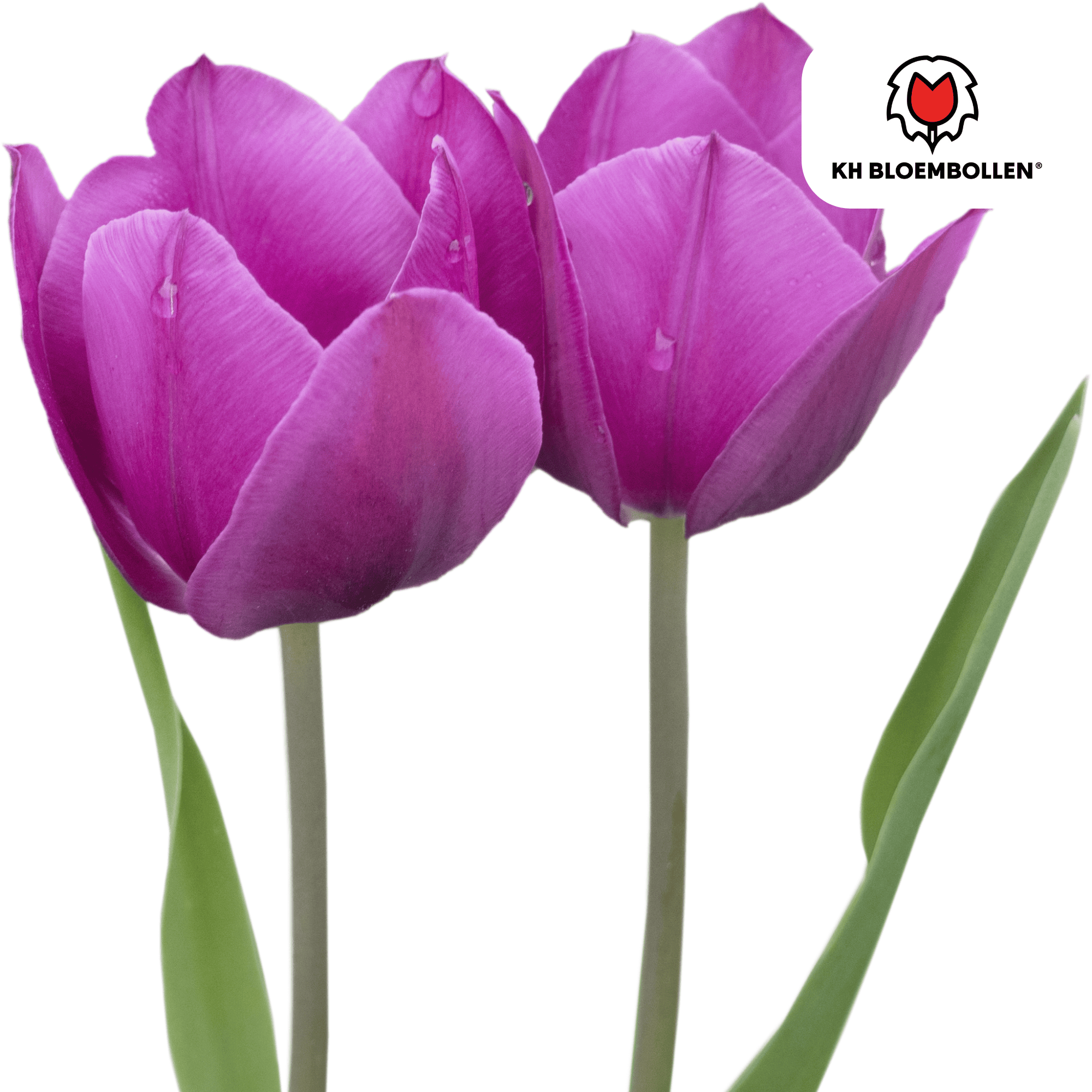 Tulpenbollen Purple Prince – 20 Stuks | KH Bloembollen® | Paars-Violet Tulp – Krachtig & Koninklijk – Voor Tuin of Pot – Maat 11/12 – Vers (51172)