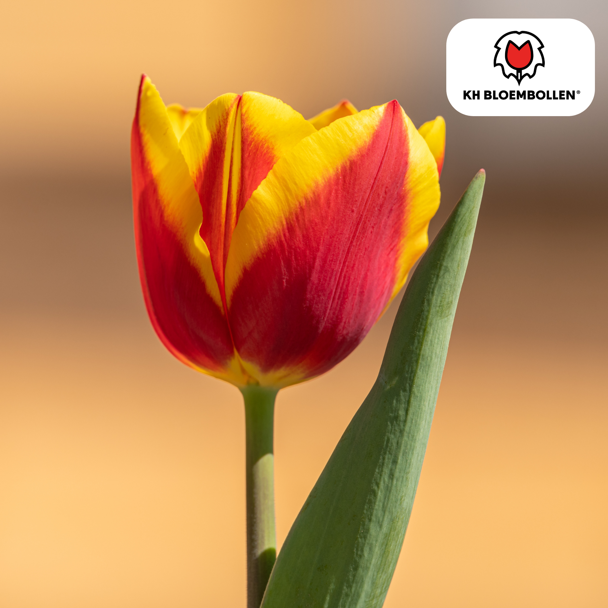 Tulpenbollen Dow Jones – 20 Stuks | KH Bloembollen® | Rood-Geel Gestreepte Tulp – Opvallend & Kleurrijk – Cadeau voor Tuin of Pot – Maat 11/ (51144)