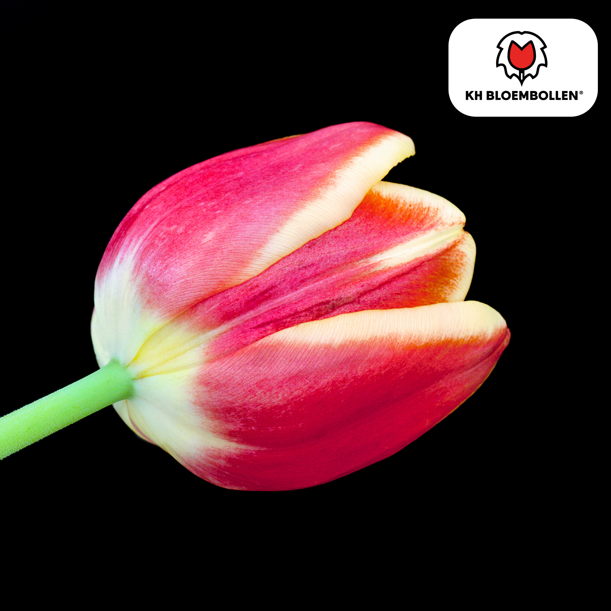 Tulpenbollen Dow Jones – 20 Stuks | KH Bloembollen® | Rood-Geel Gestreepte Tulp – Opvallend & Kleurrijk – Cadeau voor Tuin of Pot – Maat 11/ (51144)