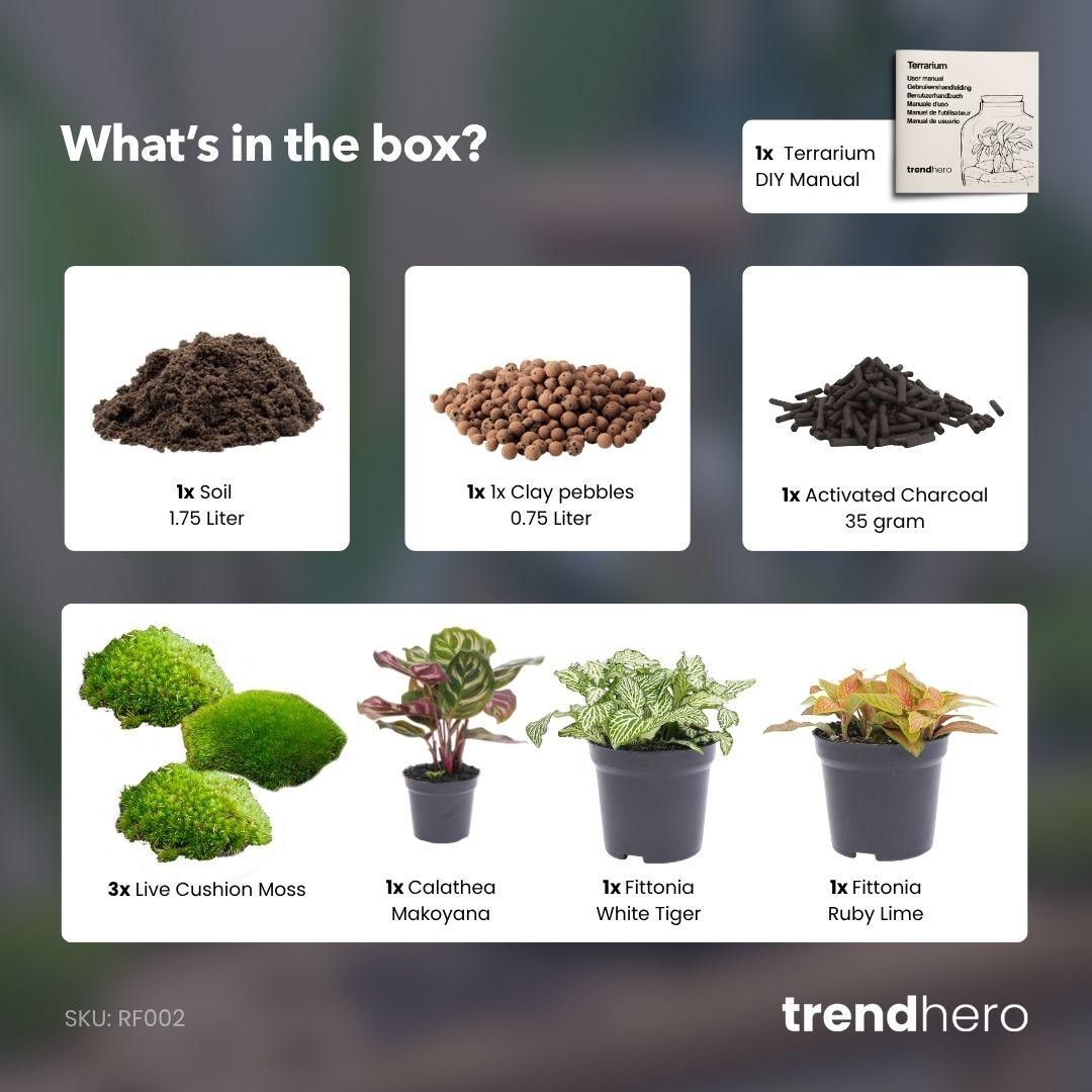 Planten terrarium navulling & startpakket - Calathea Makoyana - Package 2 (8720872020556)