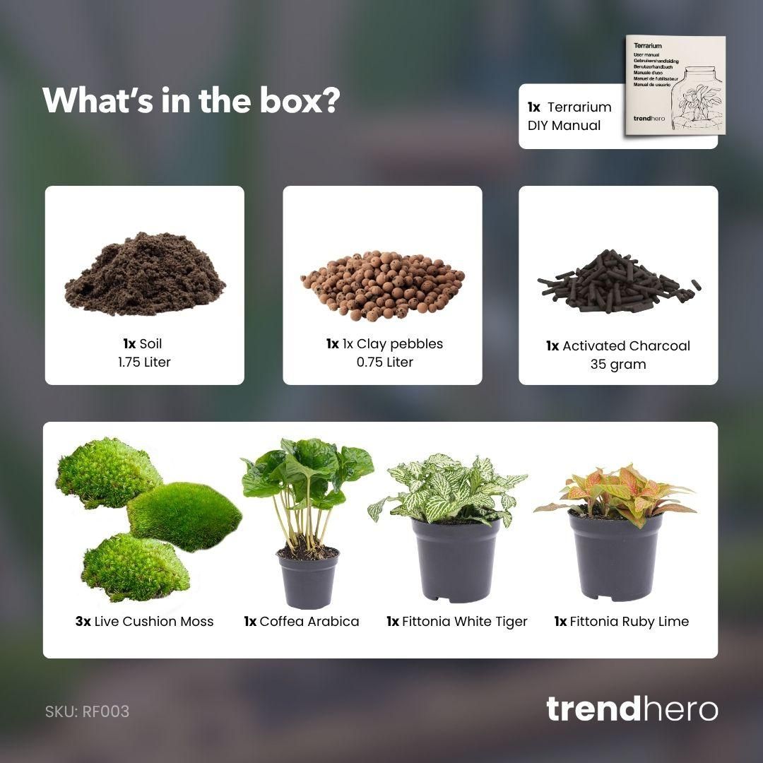 Planten terrarium navulling & startpakket - Coffea Arabica (8720872020563)