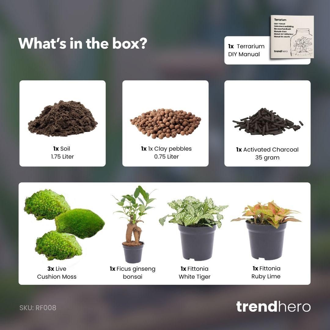 Planten terrarium navulling & Startpakket - Ficus Ginseng bonsai (8720872021539)