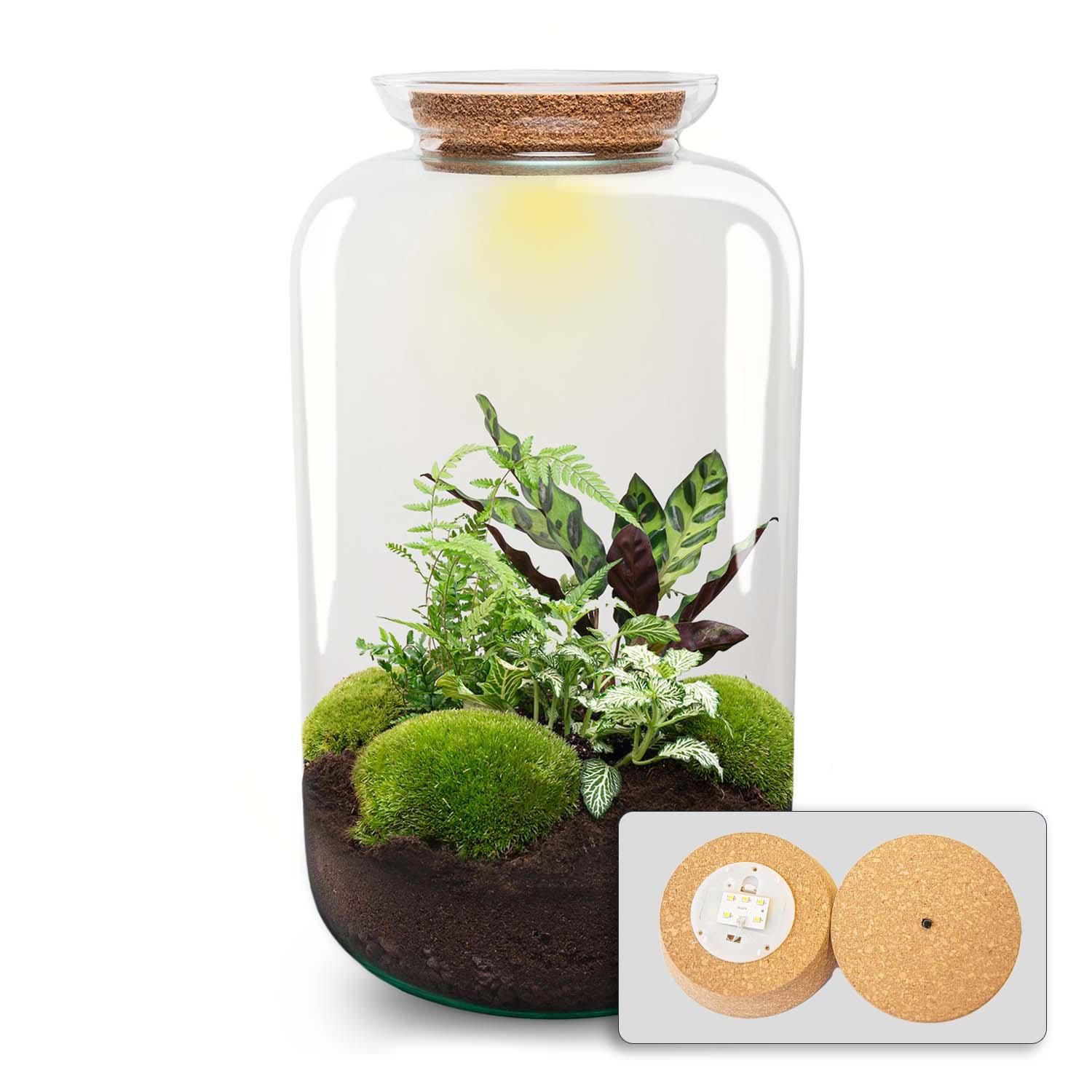 DIY Planten terrarium met licht - Sven XL Botanical - Ø 23 cm ↑ 43 cm - No tools (8720872020471)