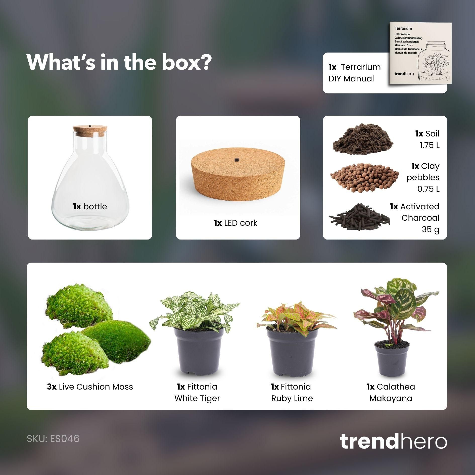 DIY Planten terrarium met licht - Sam Calathea - Ø 24,5 cm ↑ 30 cm - No tools (8720726958349)