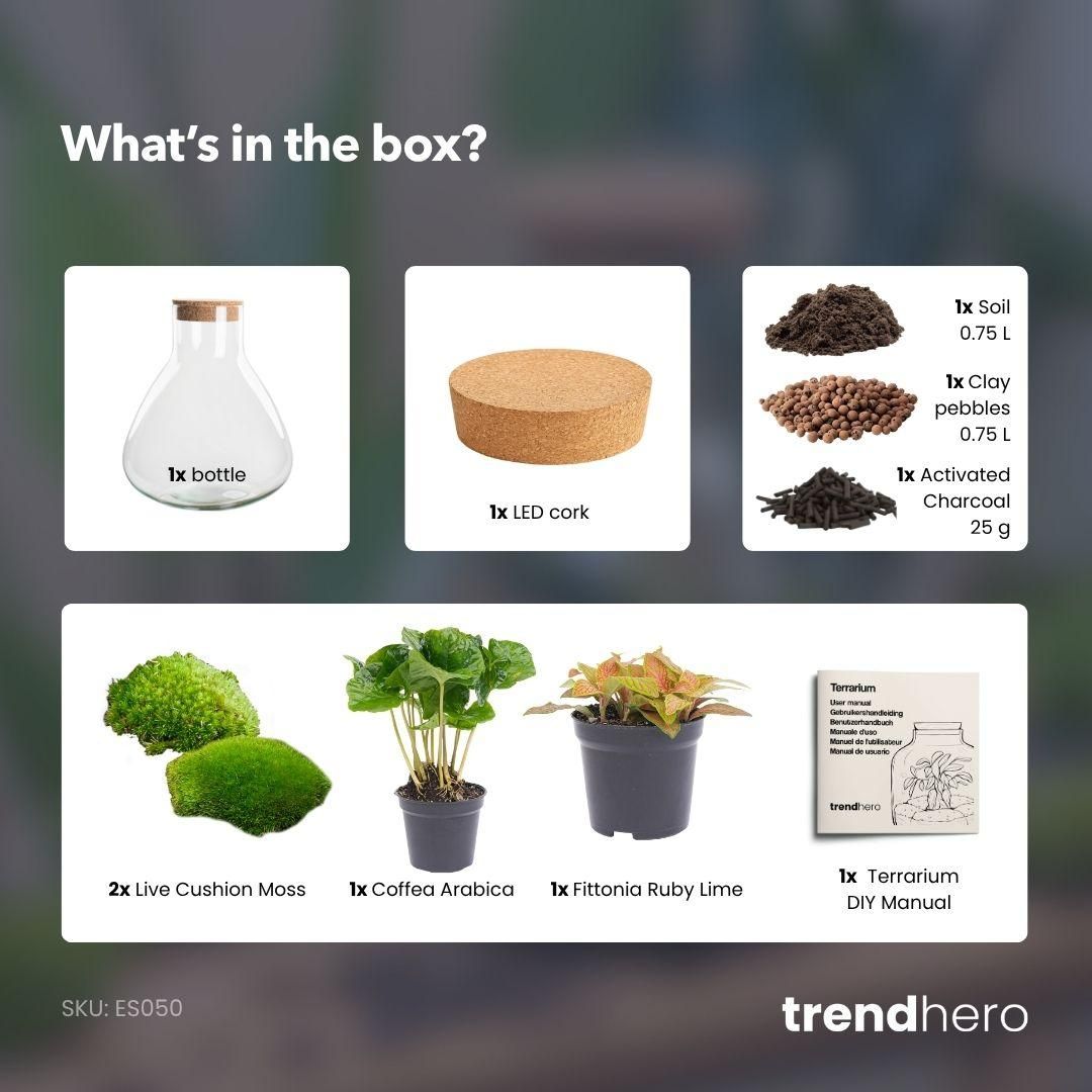 DIY terrarium - Sammie Coffea Red - Ø 22,5 cm ↑ 27 cm - No tools (8720872020365)