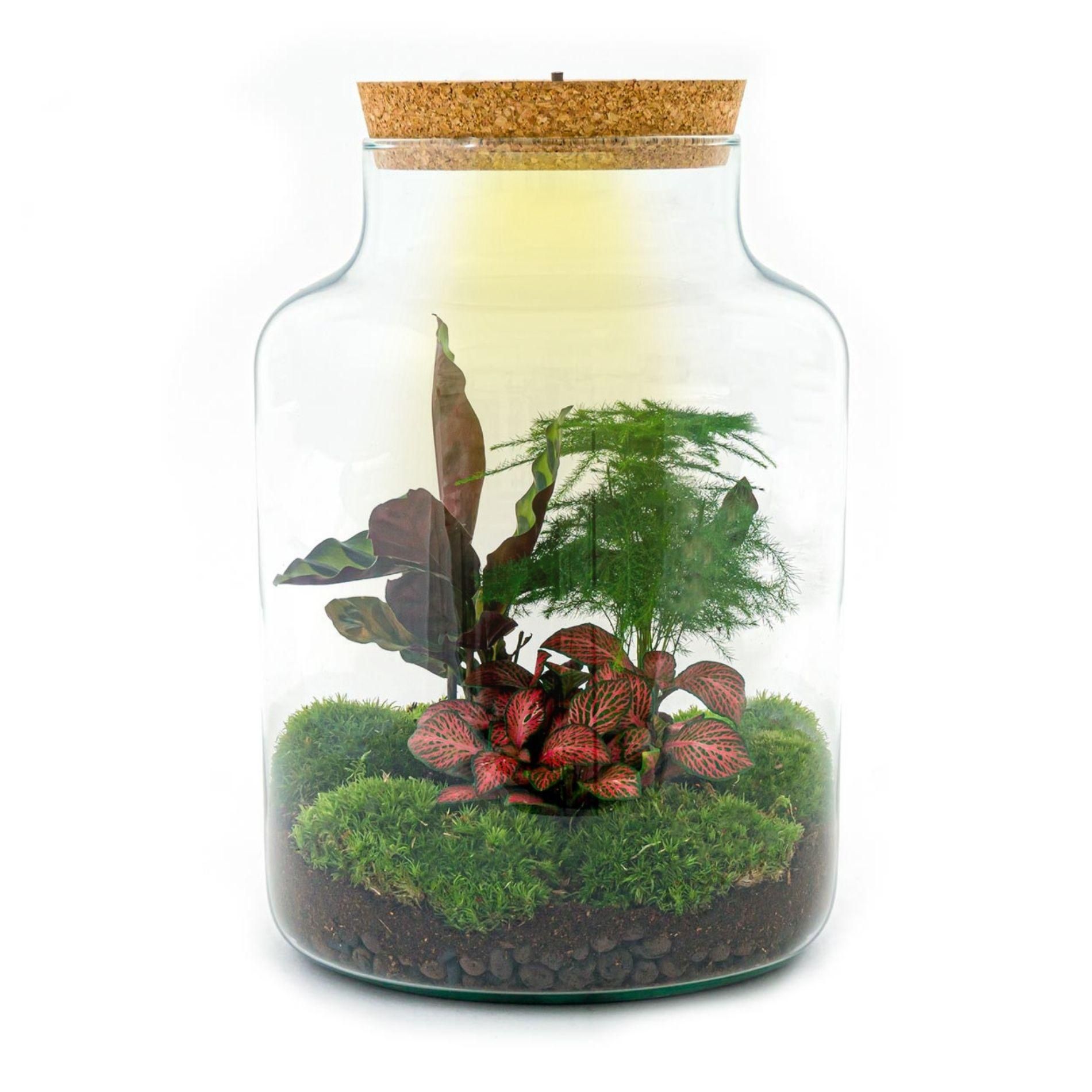 DIY Planten terrarium met licht - Milky - Ø 21 cm ↑ 30 cm - No tools (8719326972428)