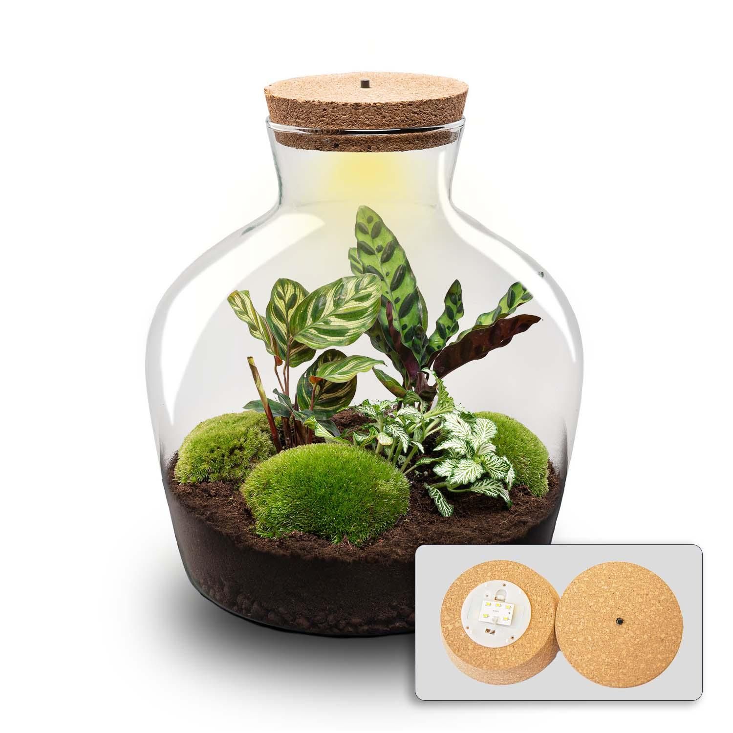 DIY Planten terrarium met licht - Fat Joe - Ø 29 cm ↑ 30 cm - No tools (8719326972442)