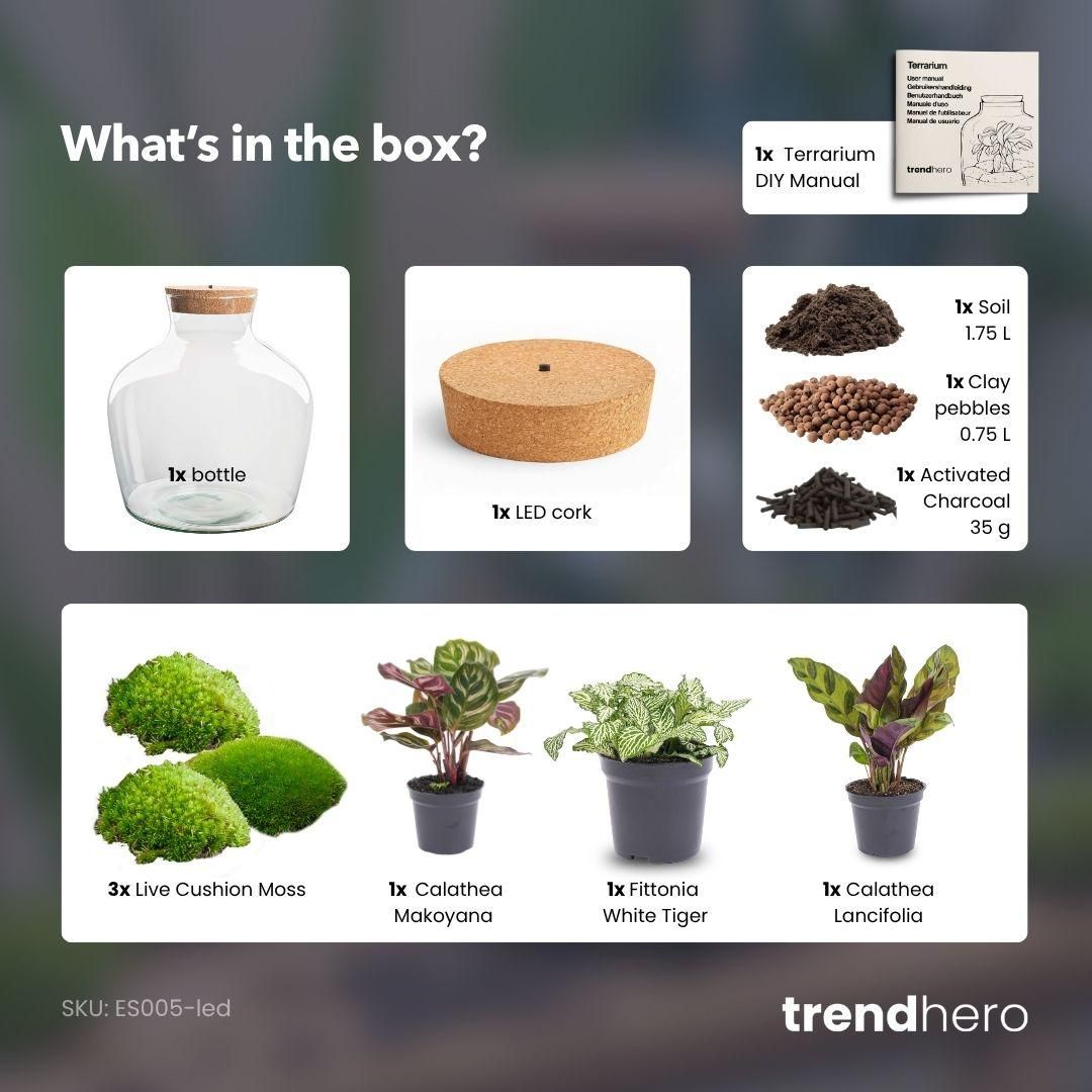 DIY Planten terrarium met licht - Fat Joe - Ø 29 cm ↑ 30 cm - No tools (8719326972442)