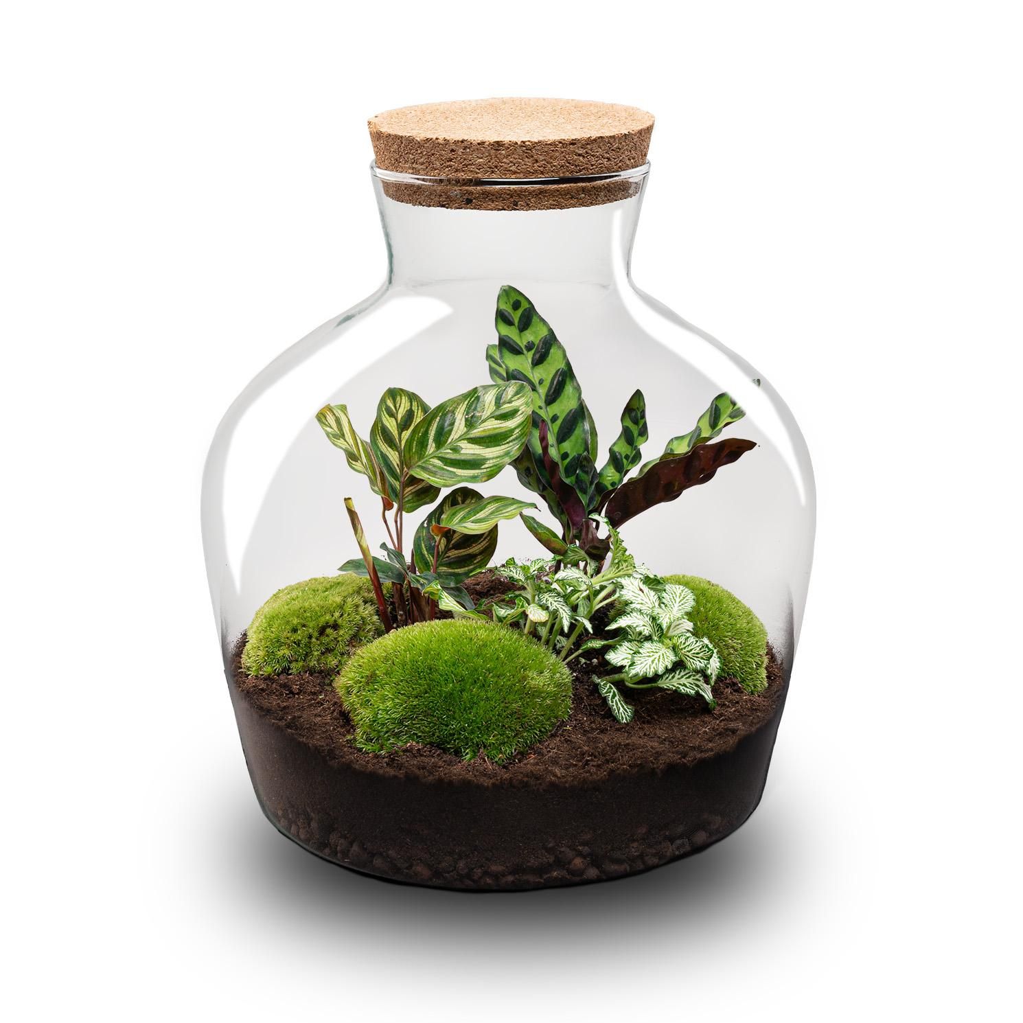 DIY Planten terrarium met licht - Fat Joe - Ø 29 cm ↑ 30 cm - No tools (8719326972442)