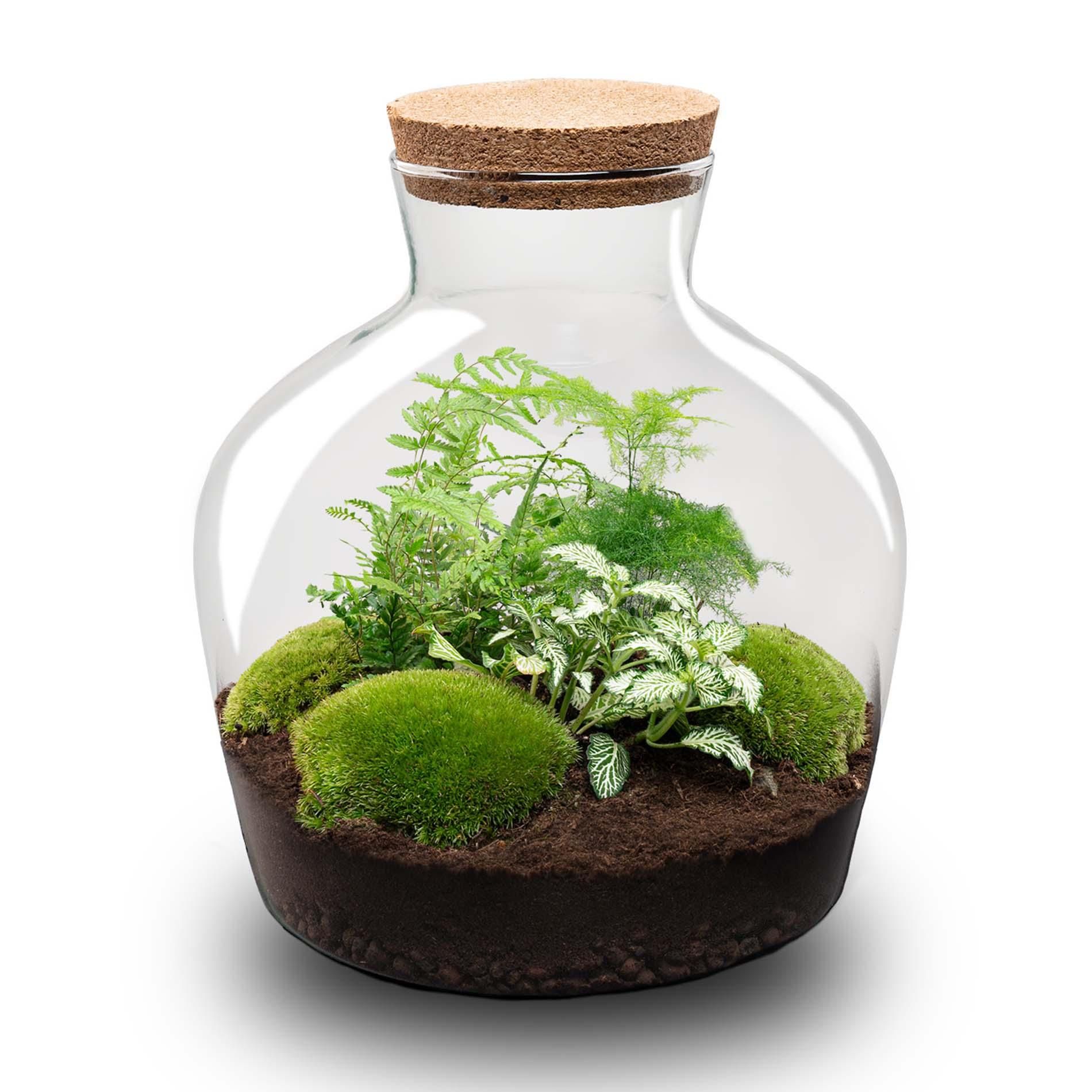 DIY Planten terrarium met licht - Fat Joe Green - Ø 29 cm ↑ 30 cm - No tools (8720726958639)