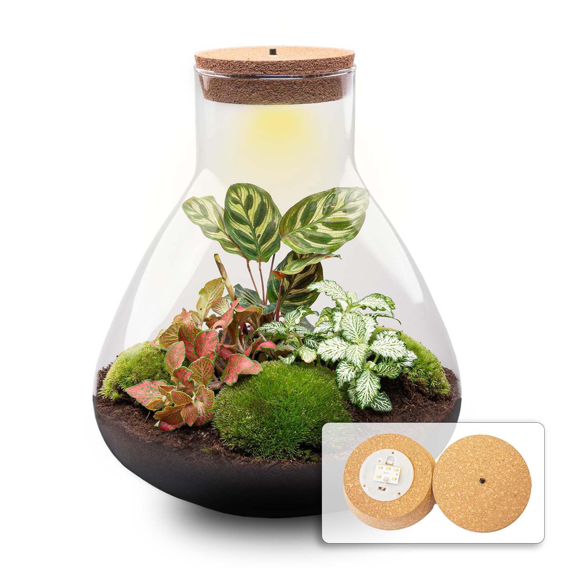 DIY Planten terrarium met licht - Sam XL Red - Ø 30 cm ↑ 32 cm - No tools (8720726958097)