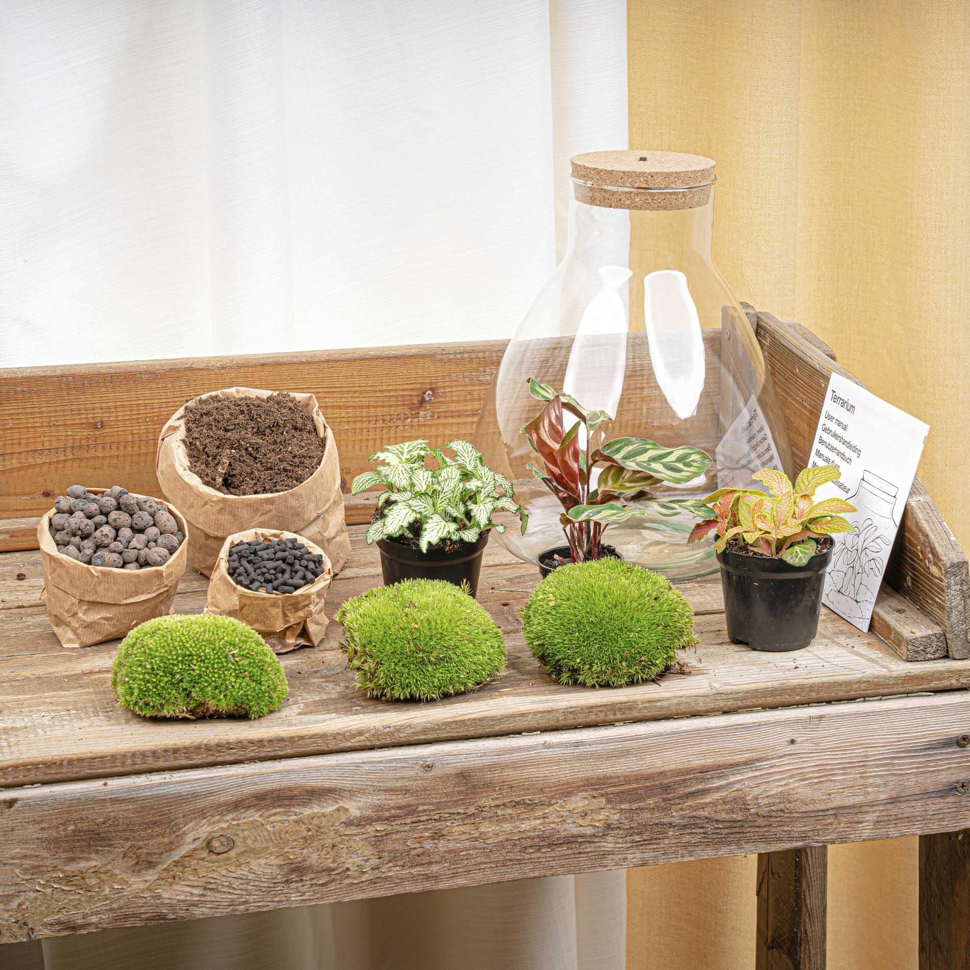 DIY Planten terrarium met licht - Sam XL Red - Ø 30 cm ↑ 32 cm - No tools (8720726958097)