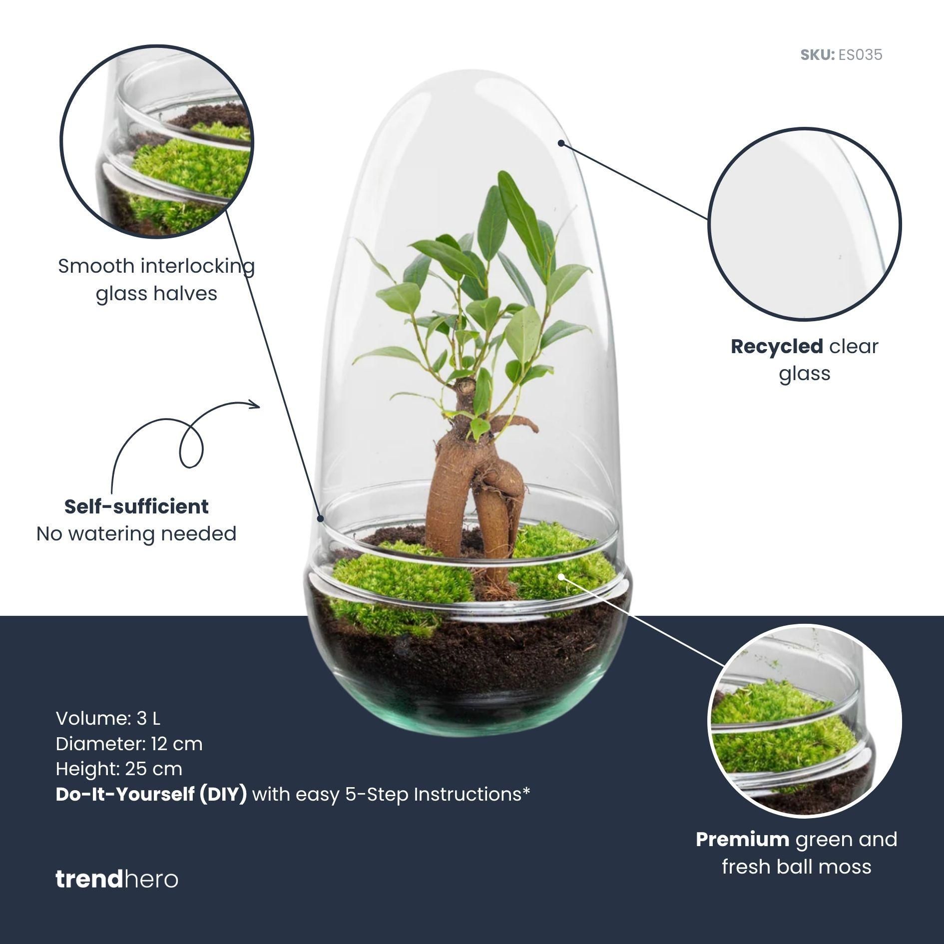 DIY Planten terrarium tweedelig bolglas - Egg Bonsai - Ø 12 cm ↑ 25 cm (8720872020136)