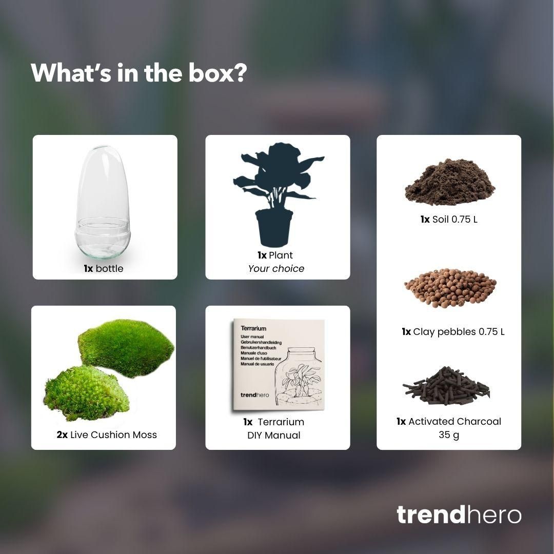 DIY Planten terrarium tweedelig bolglas - Egg Bonsai - Ø 12 cm ↑ 25 cm (8720872020136)