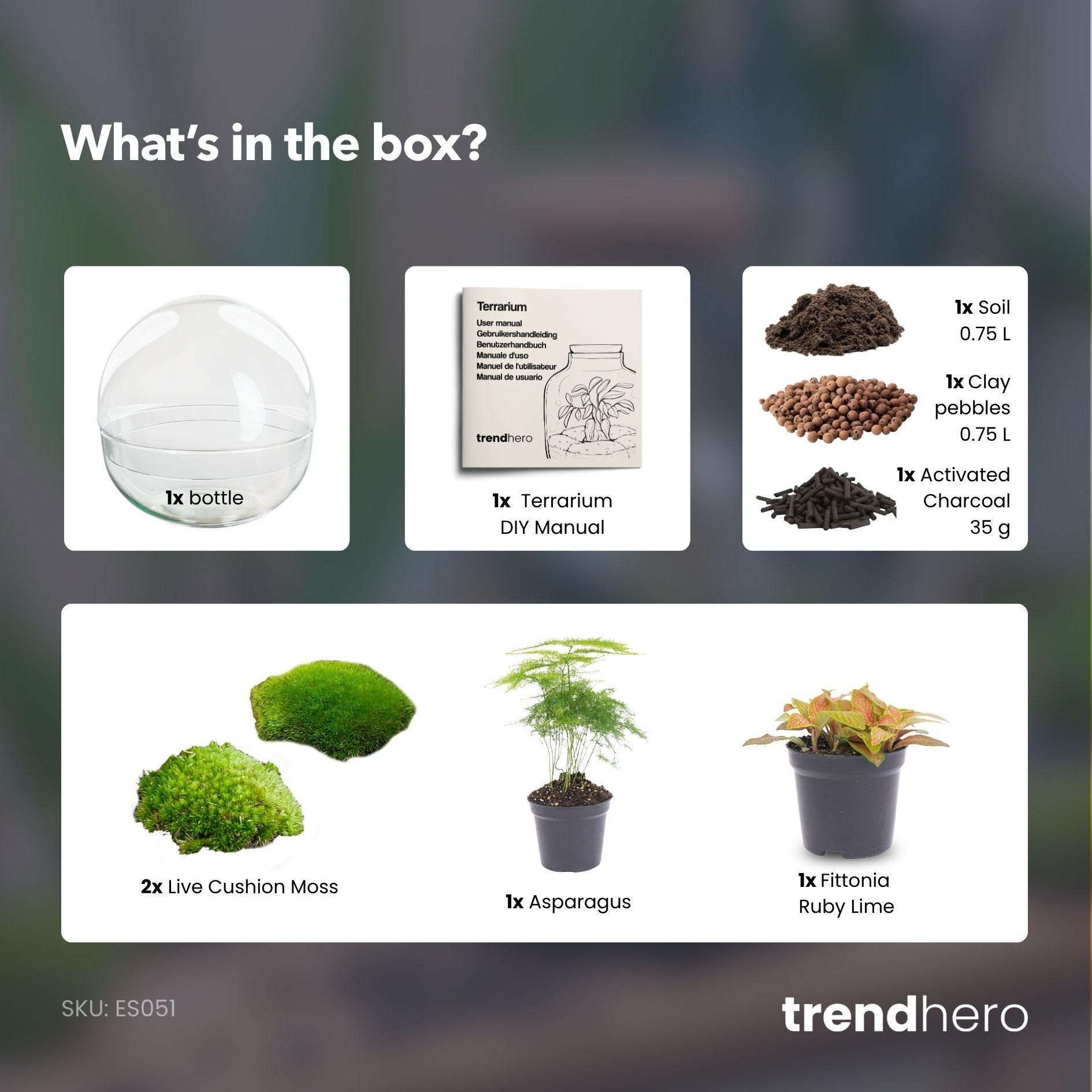 DIY Planten terrarium tweedelig bolglas - Dome Red - Ø 20 cm ↑ 20 cm - Normal (8720726958752)