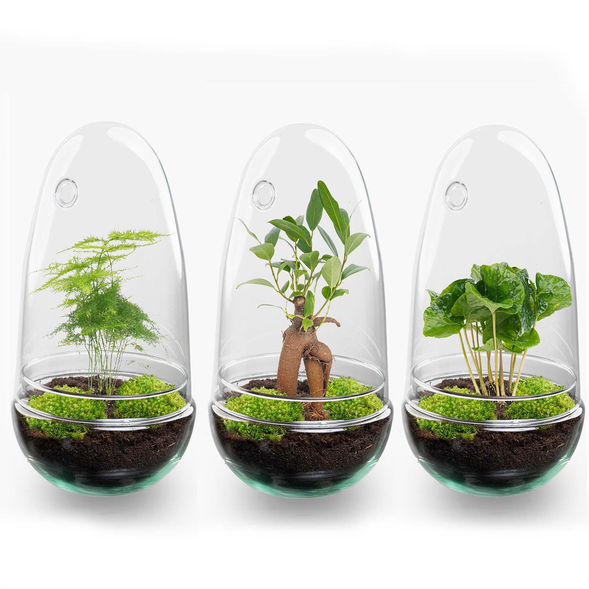 DIY Planten terrarium tweedelig bolglas - Egg Coffea - Ø 12 cm ↑ 25 cm (8720872020150)