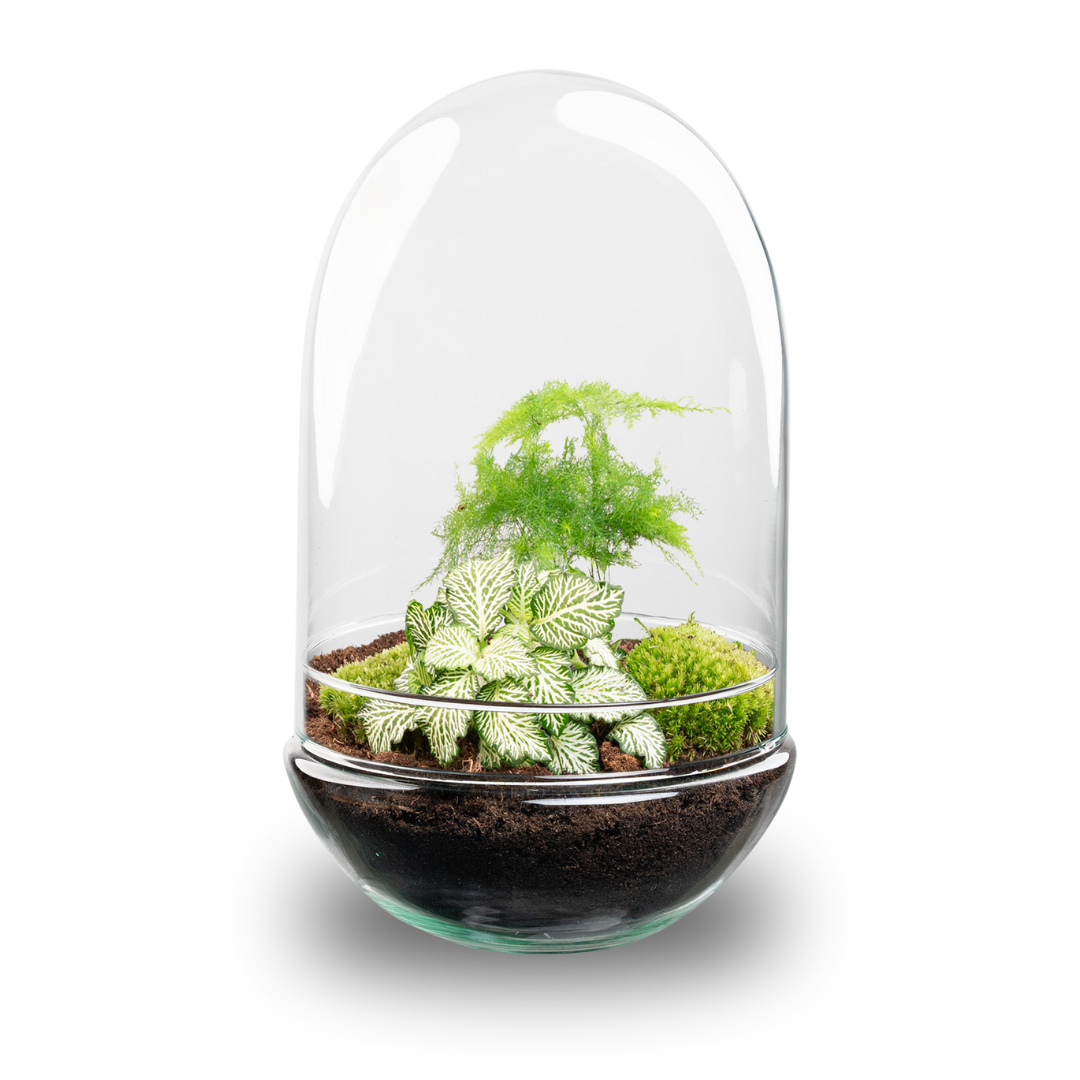 DIY Planten terrarium tweedelig bolglas - Egg XL - Ø 17,5 cm ↑ 30 cm (8720872020181)