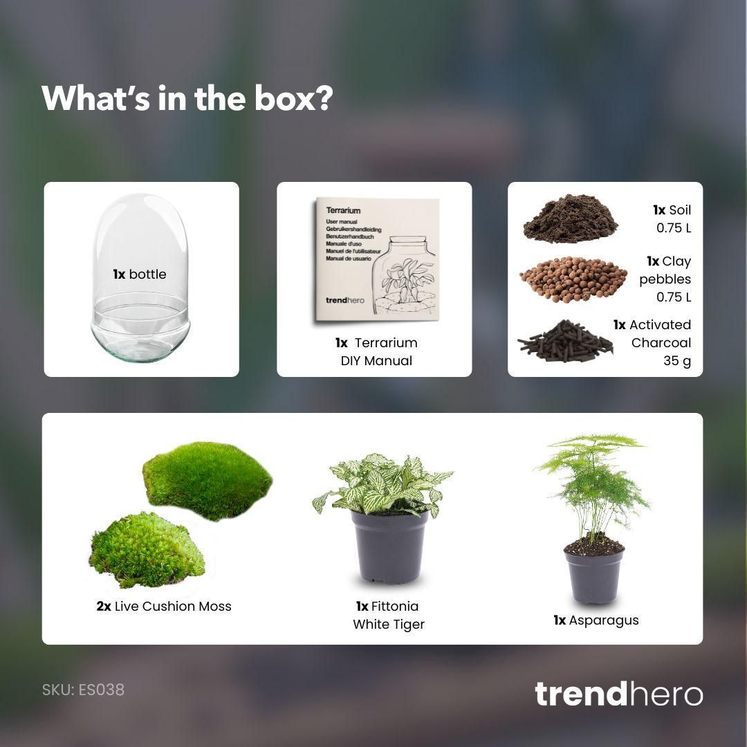 DIY Planten terrarium tweedelig bolglas - Egg XL - Ø 17,5 cm ↑ 30 cm (8720872020181)