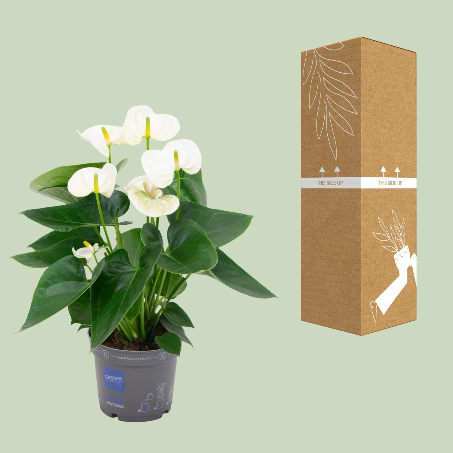 Anthurium White (20200)