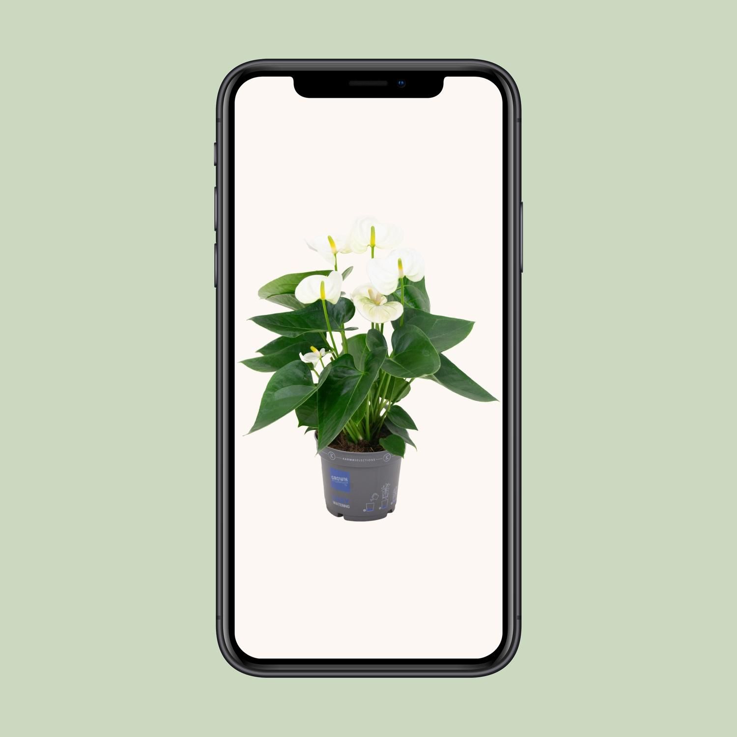 Anthurium White (20200)
