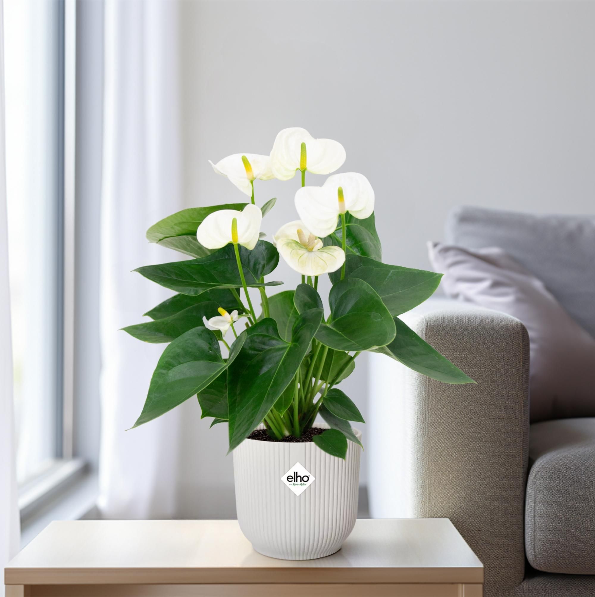 Anthurium White (20200)