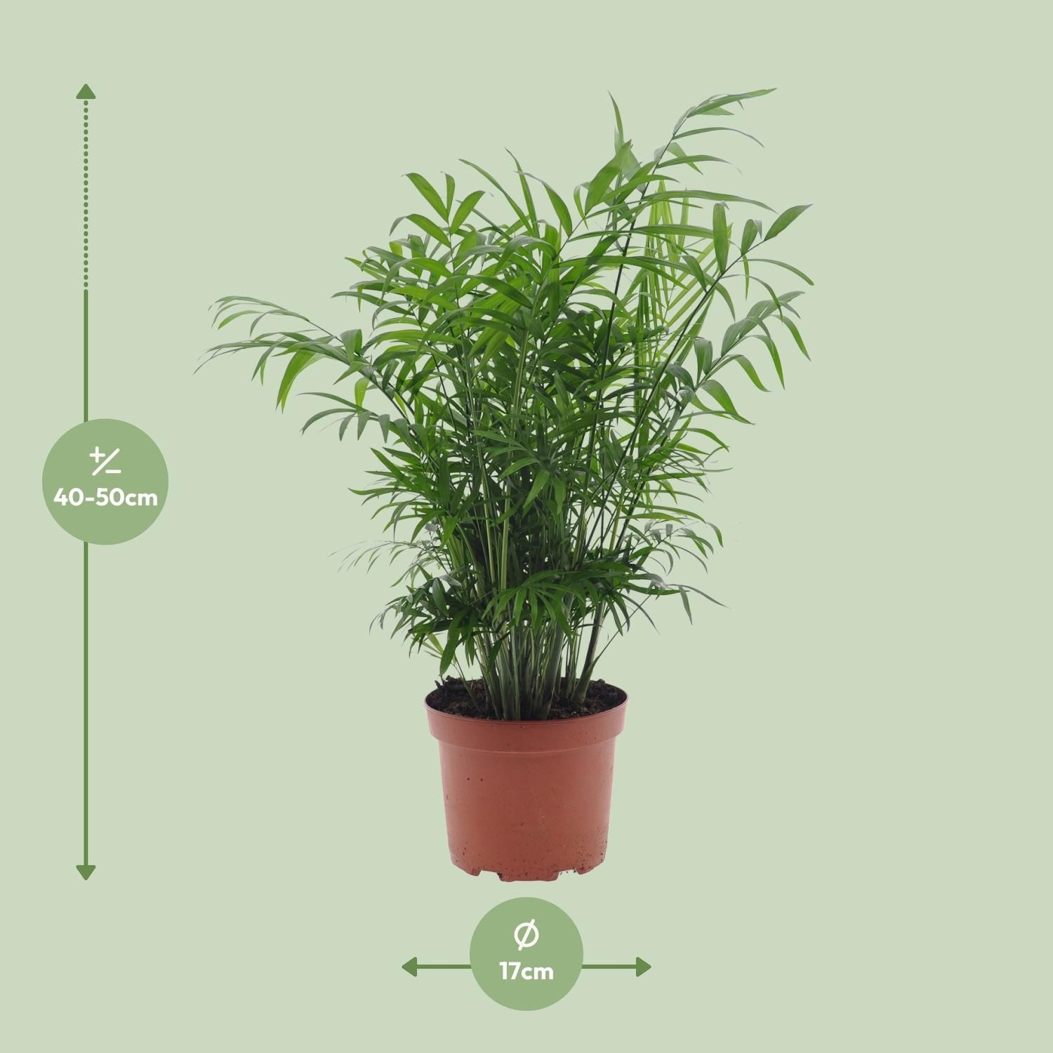 Chamaedorea Elegans (11193)