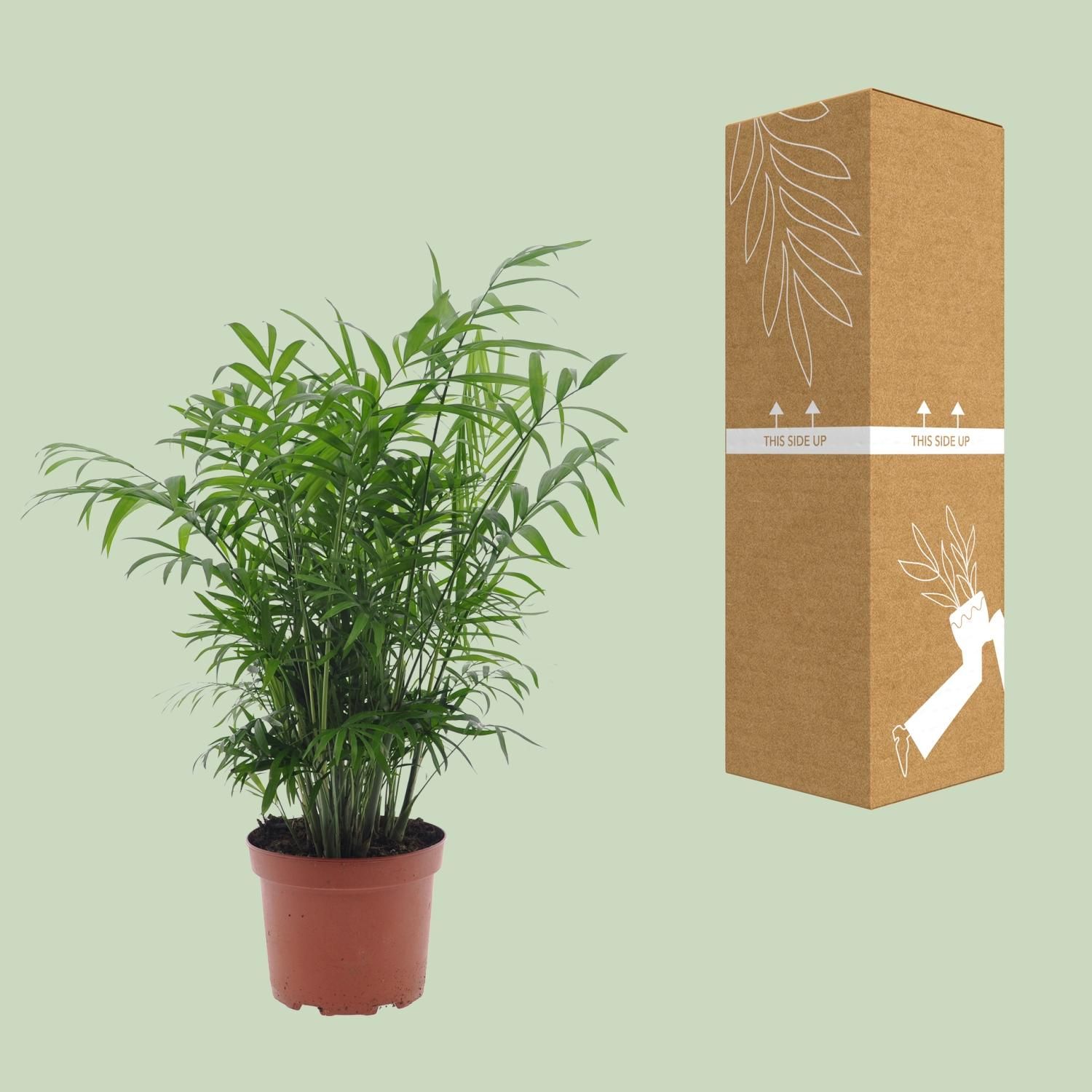 Chamaedorea Elegans (11193)