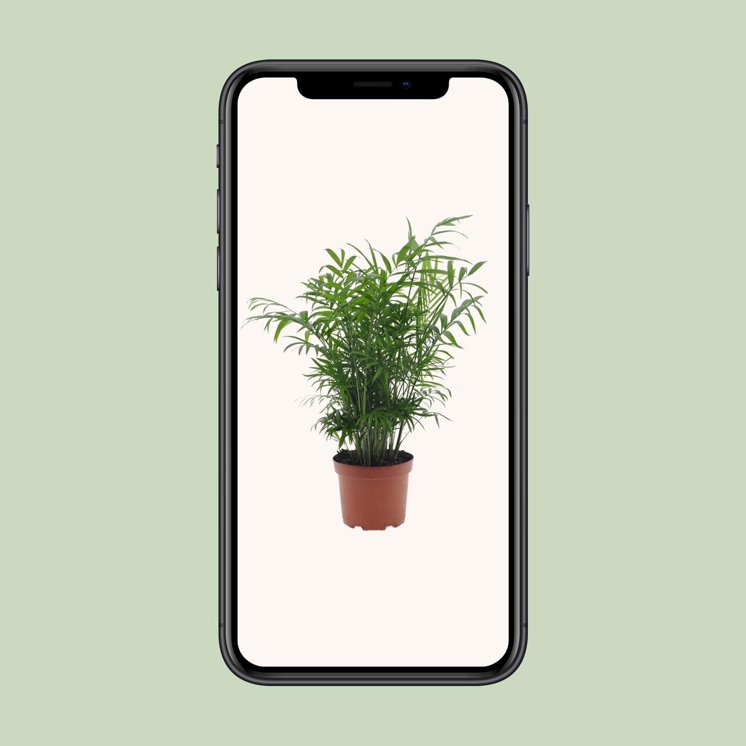 Chamaedorea Elegans (11193)