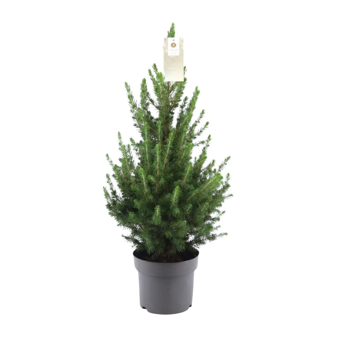 Premium basics Kleine Kerstboom - 70 cm - Picea Glauca Conica (54332)