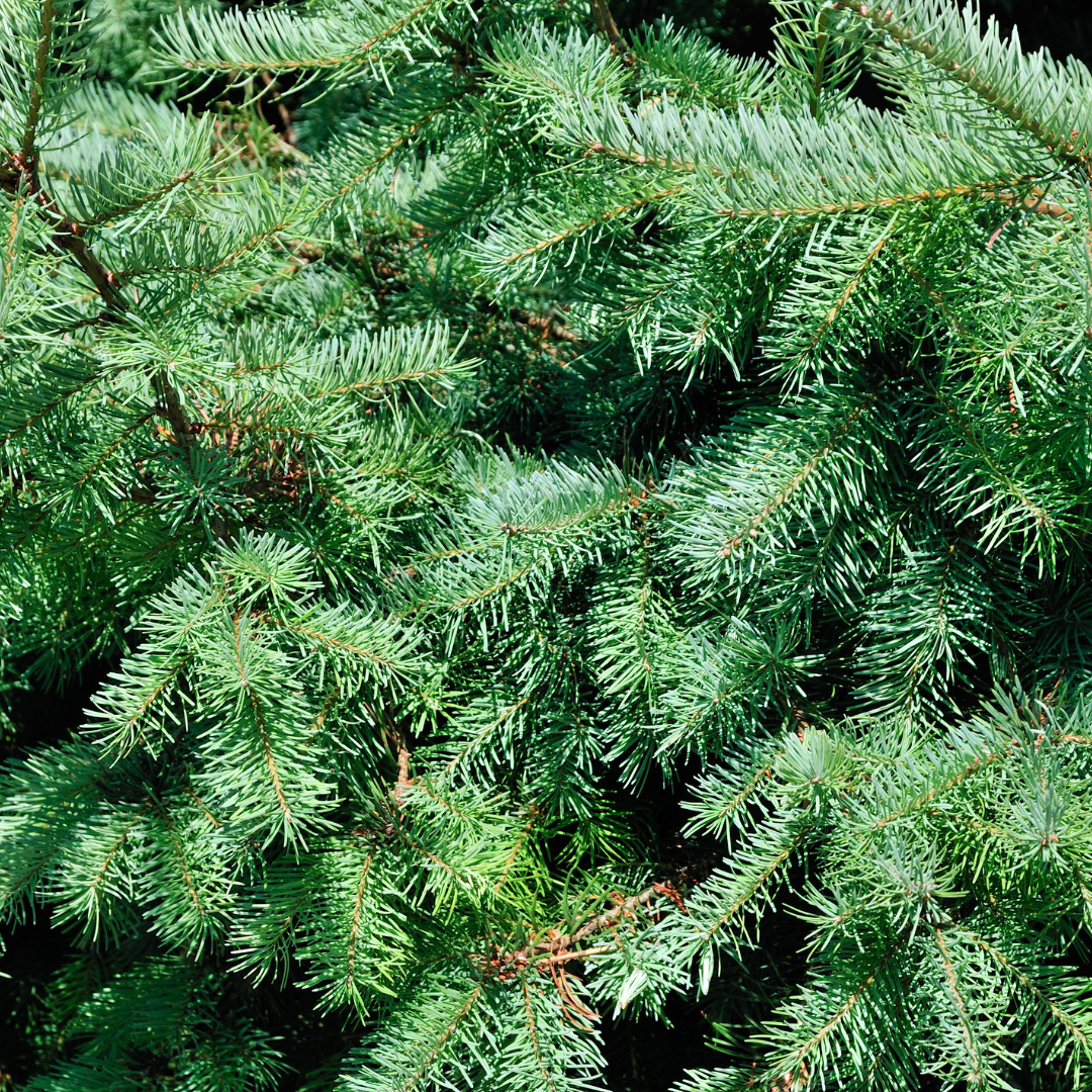 Premium basics Kleine Kerstboom - 70 cm - Picea Glauca Conica (54332)
