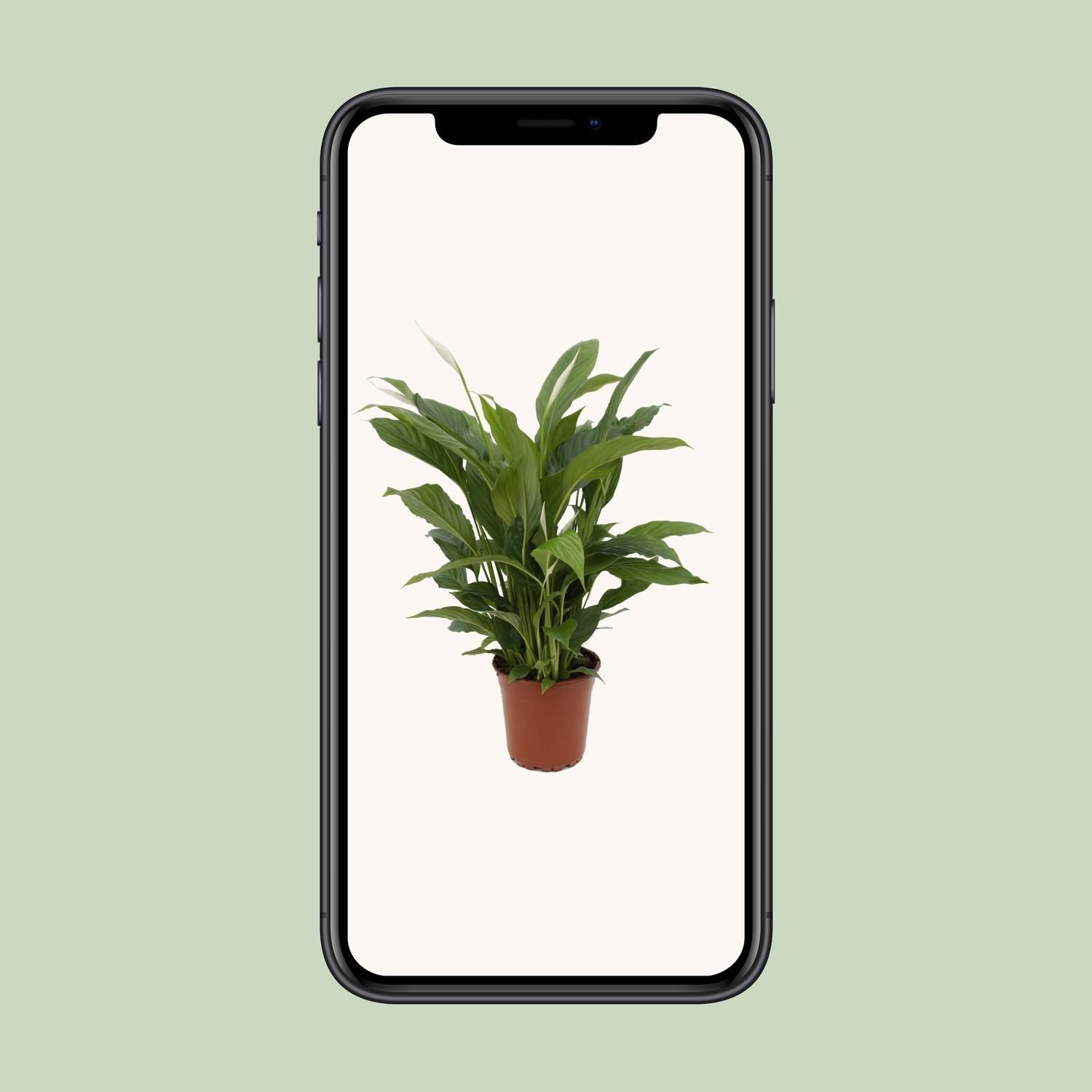 Spathiphyllum Torelli P17 (25314)