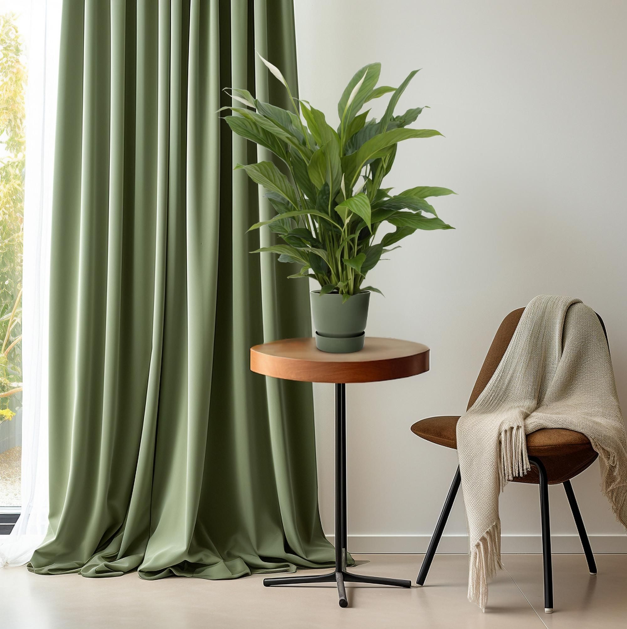 Spathiphyllum Torelli P17 (25314)