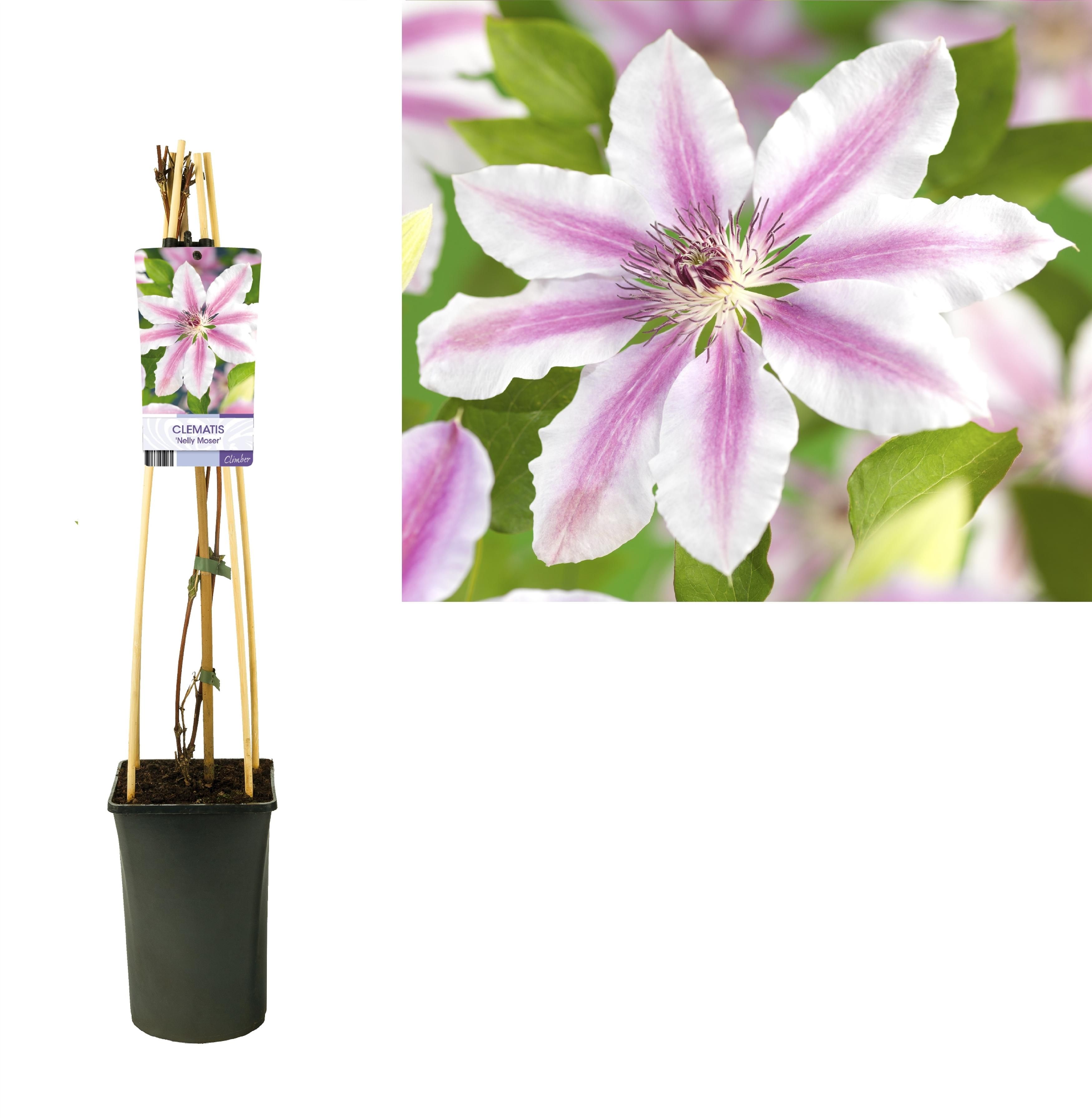 Clematis 'Nelly Moser' +light Label (28042)