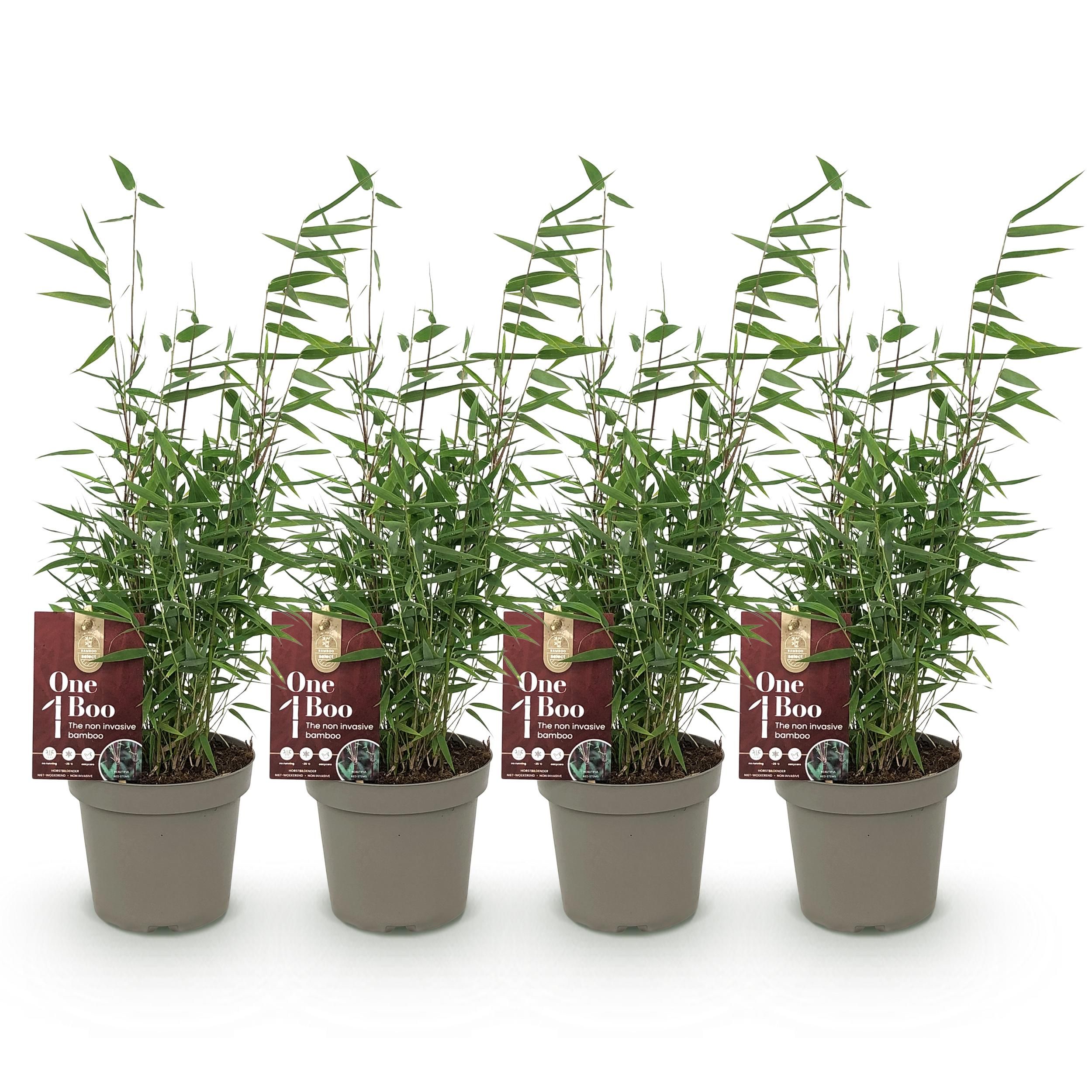 Bamboe - Fargesia Red Dragon - Groen - 4 Planten - Bladhoudend - Niet Woekerend- Pot 14cm Hoogte 35cm (8720872546162)