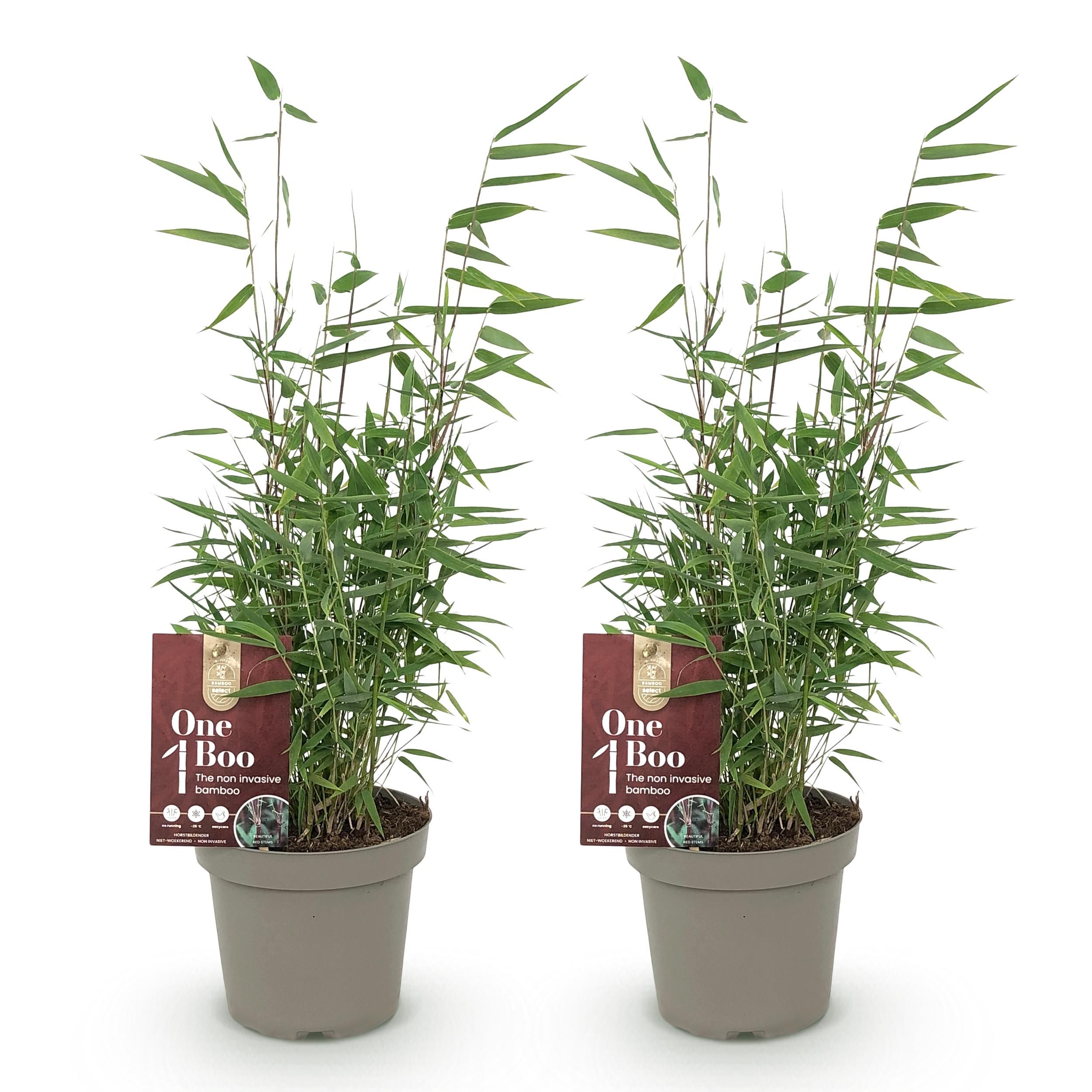 Bamboe - Fargesia Red Dragon - Groen - 2 Planten - Bladhoudend - Niet Woekerend- Pot 14cm Hoogte 35cm (8720872544632)