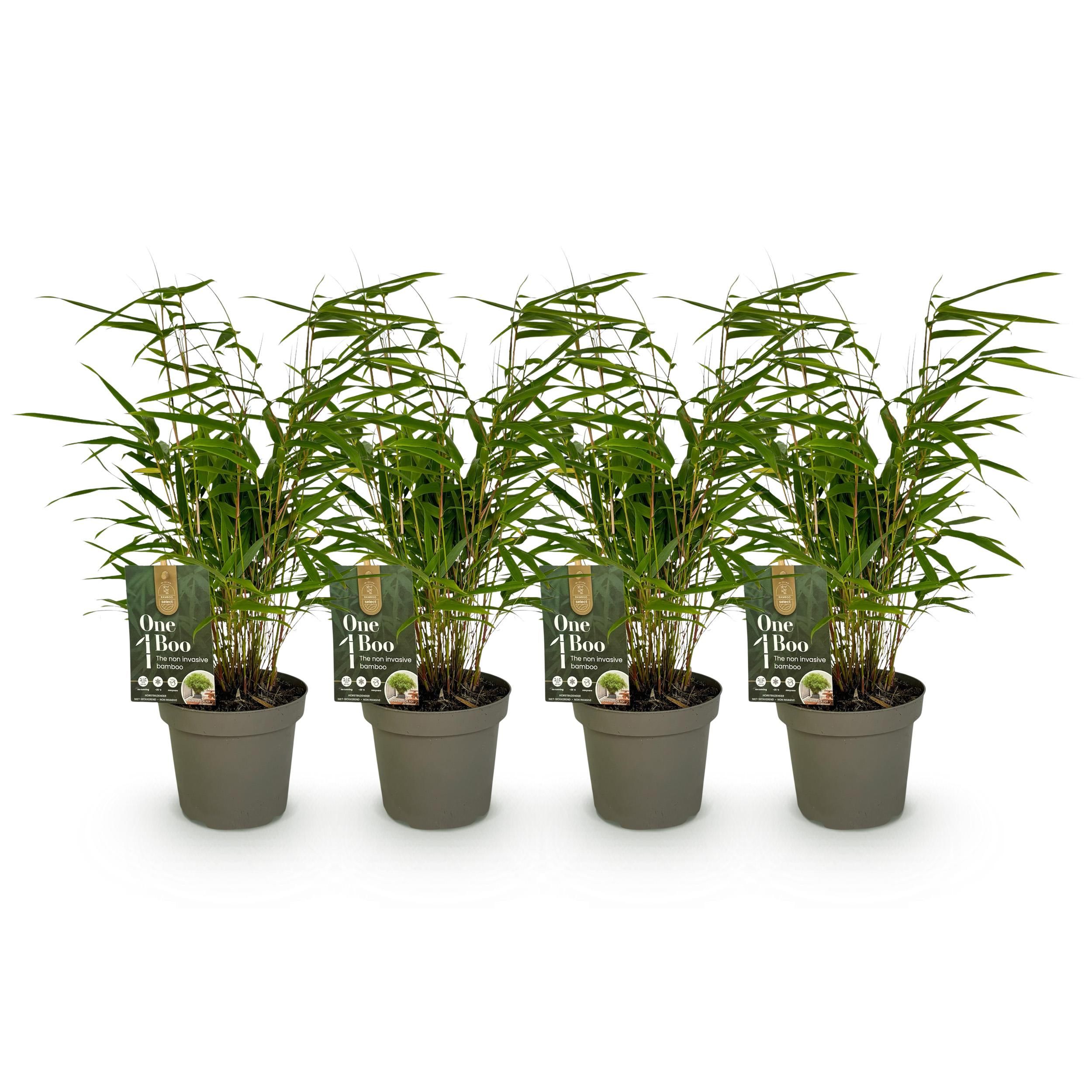 Bamboe - Fargesia rufa - Groen - 4 Planten - Bladhoudend - Niet Woekerend- Pot 14cm Hoogte 35cm (8720872546025)