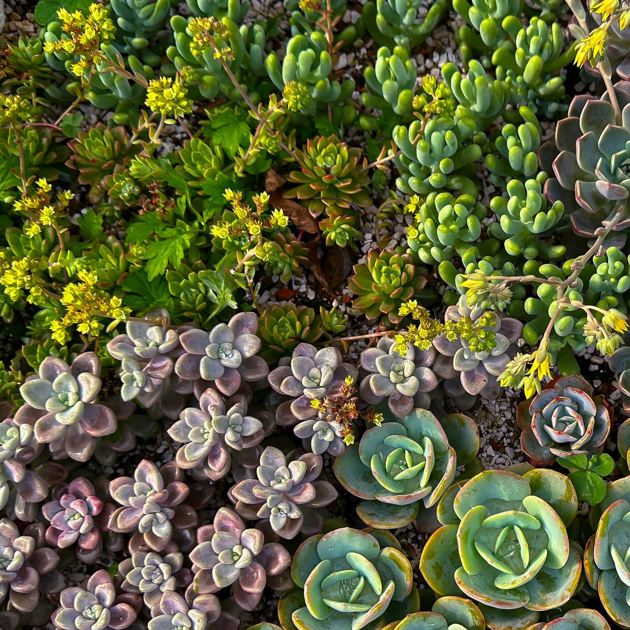 Bodembedekker - Winterhard - Alpine Mix - 8 Planten - Diversen Kleuren - Weinig Onderhoud - Pot 14 Hoogte 17 (8720872546117)