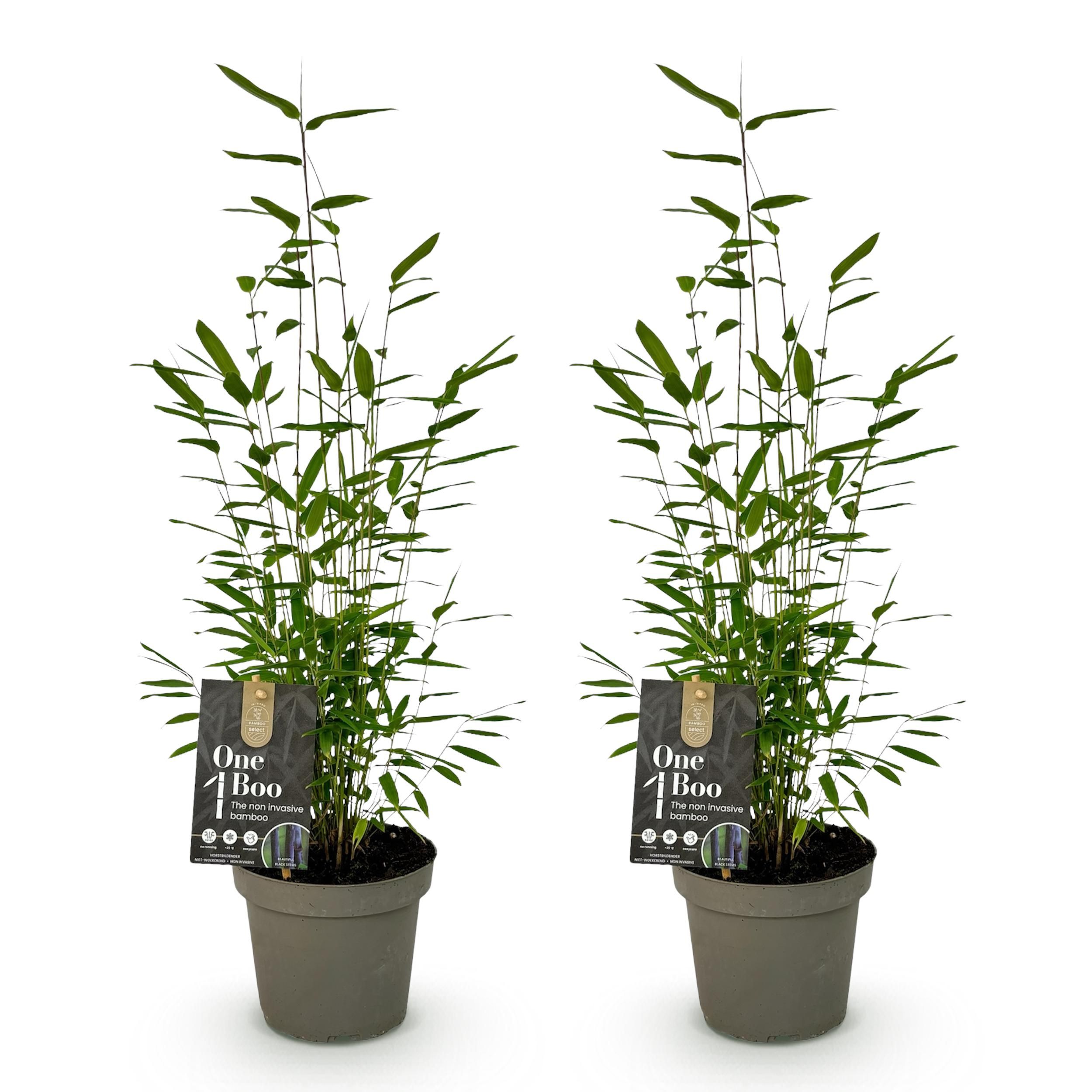 Bamboe - Fargesia Black Dragon - Groen - 2 Planten - Bladhoudend - Niet Woekerend- Pot 14cm Hoogte 35cm (8720872544625)