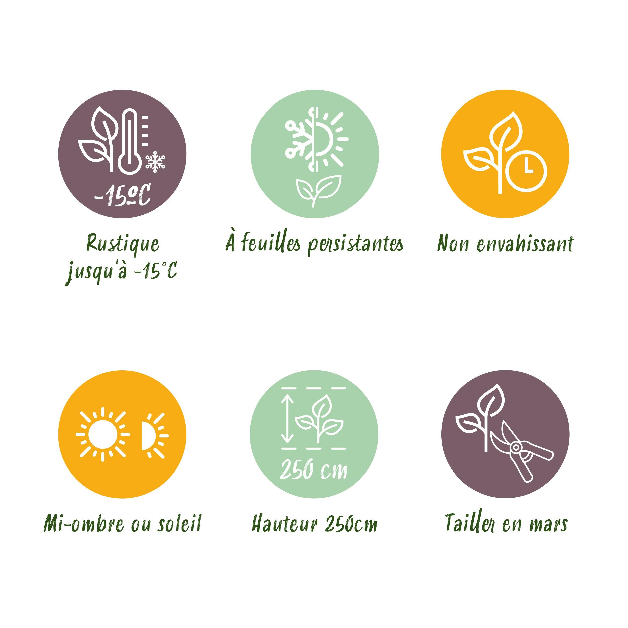 Bamboe - Fargesia Black Dragon - Groen - 2 Planten - Bladhoudend - Niet Woekerend- Pot 14cm Hoogte 35cm (8720872544625)